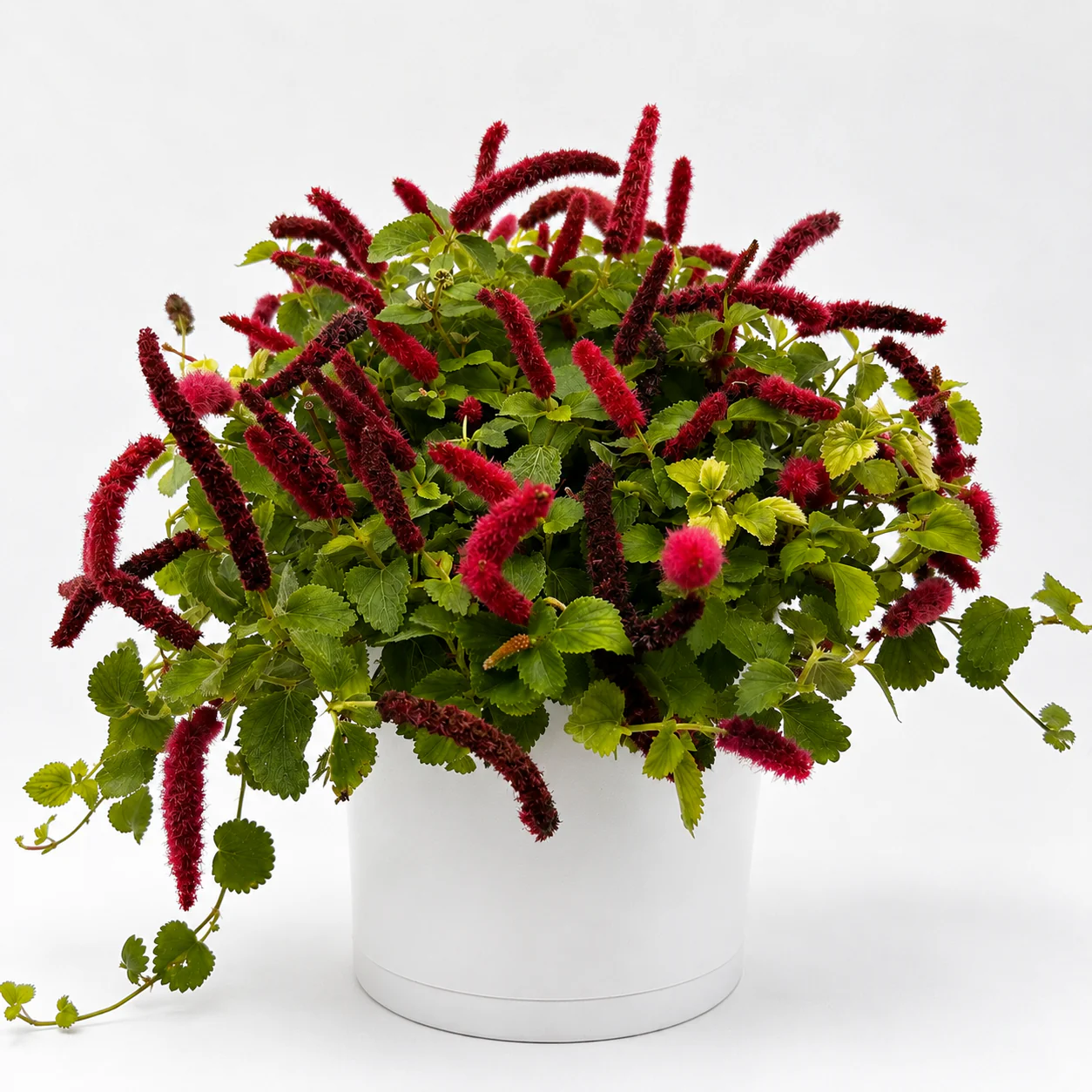 Acalypha Hispida ‘Copperleaf’