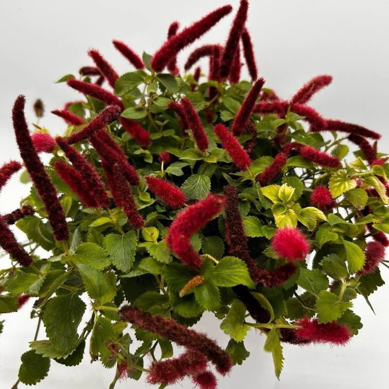 Acalypha Hispida ‘Copperleaf’ - Image 2