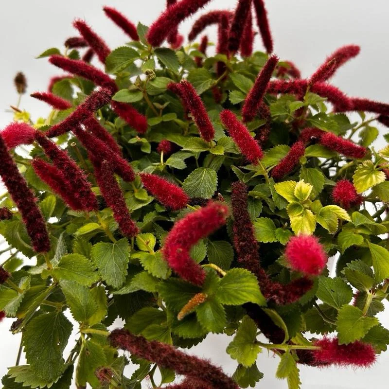 Acalypha Hispida ‘Copperleaf’ - Image 3