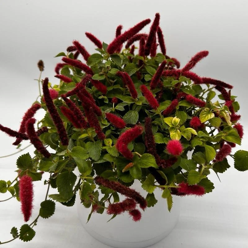 Acalypha Hispida ‘Copperleaf’ - Image 4
