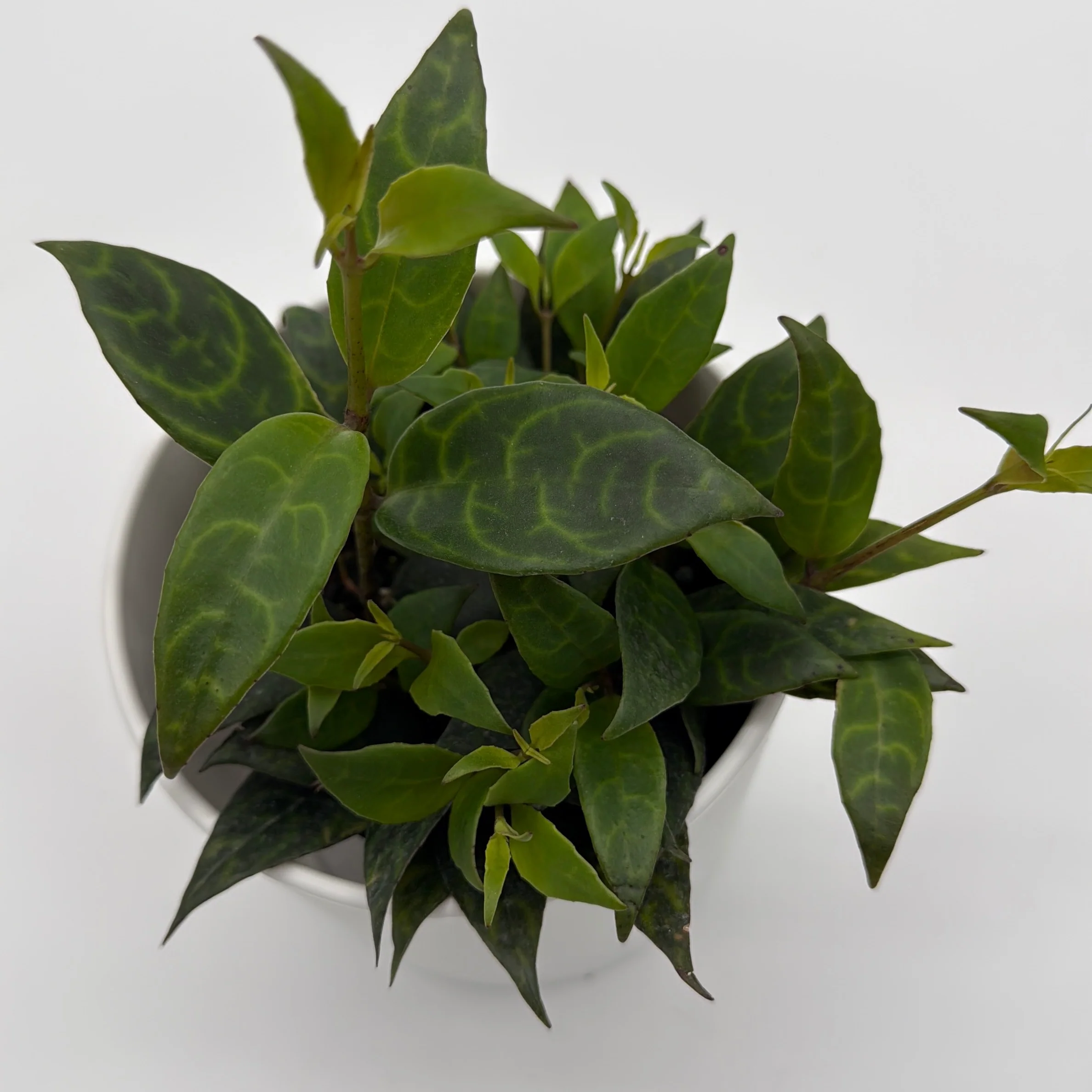 Aeschynanthus Lipstick Plant 'Black Pagoda' - Image 5