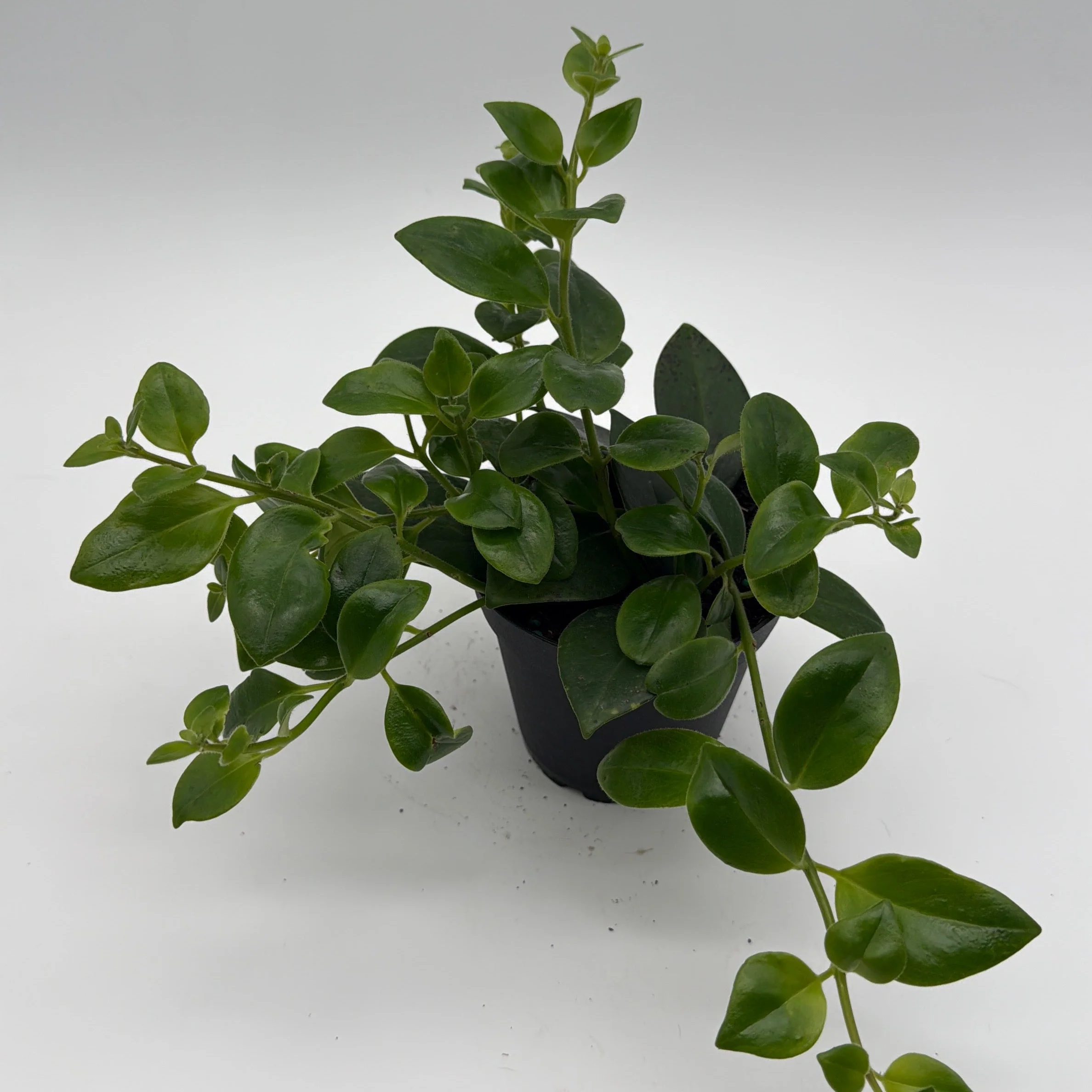 Aeschynanthus Lipstick Plant 'Mona Lisa' - Image 4