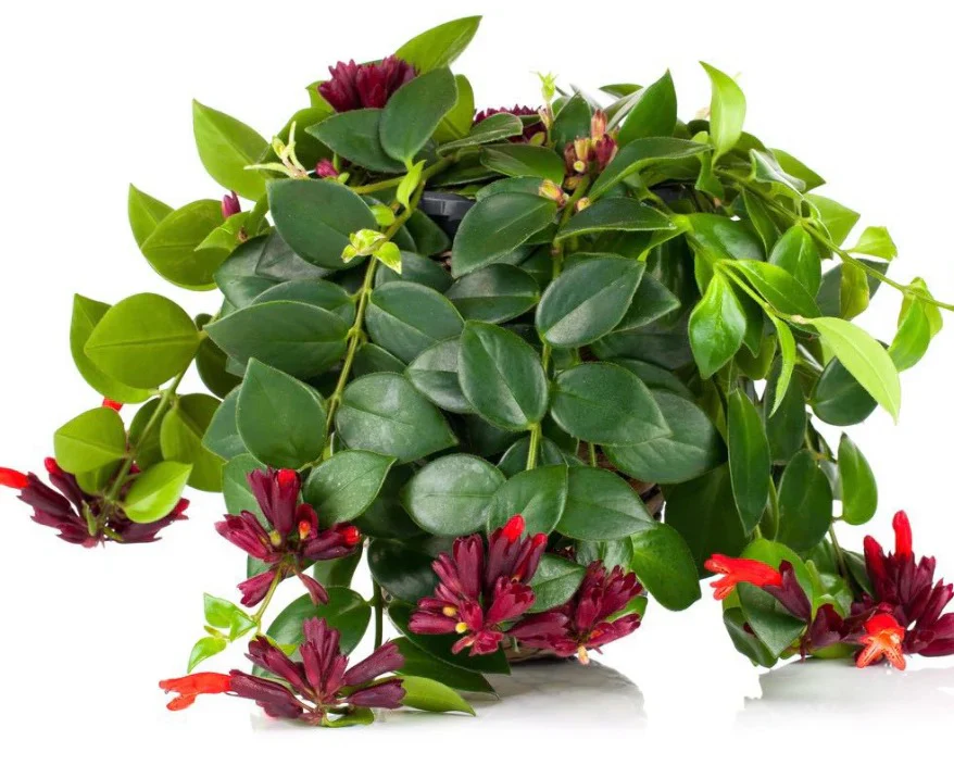 Aeschynanthus Lipstick Plant 'Mona Lisa' - Image 5