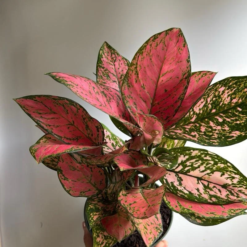 Aglaonema Anyamanee - Image 2