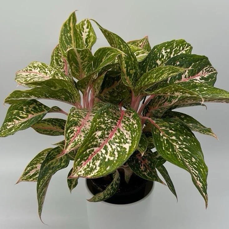 Aglaonema 'Chanel' - Image 3