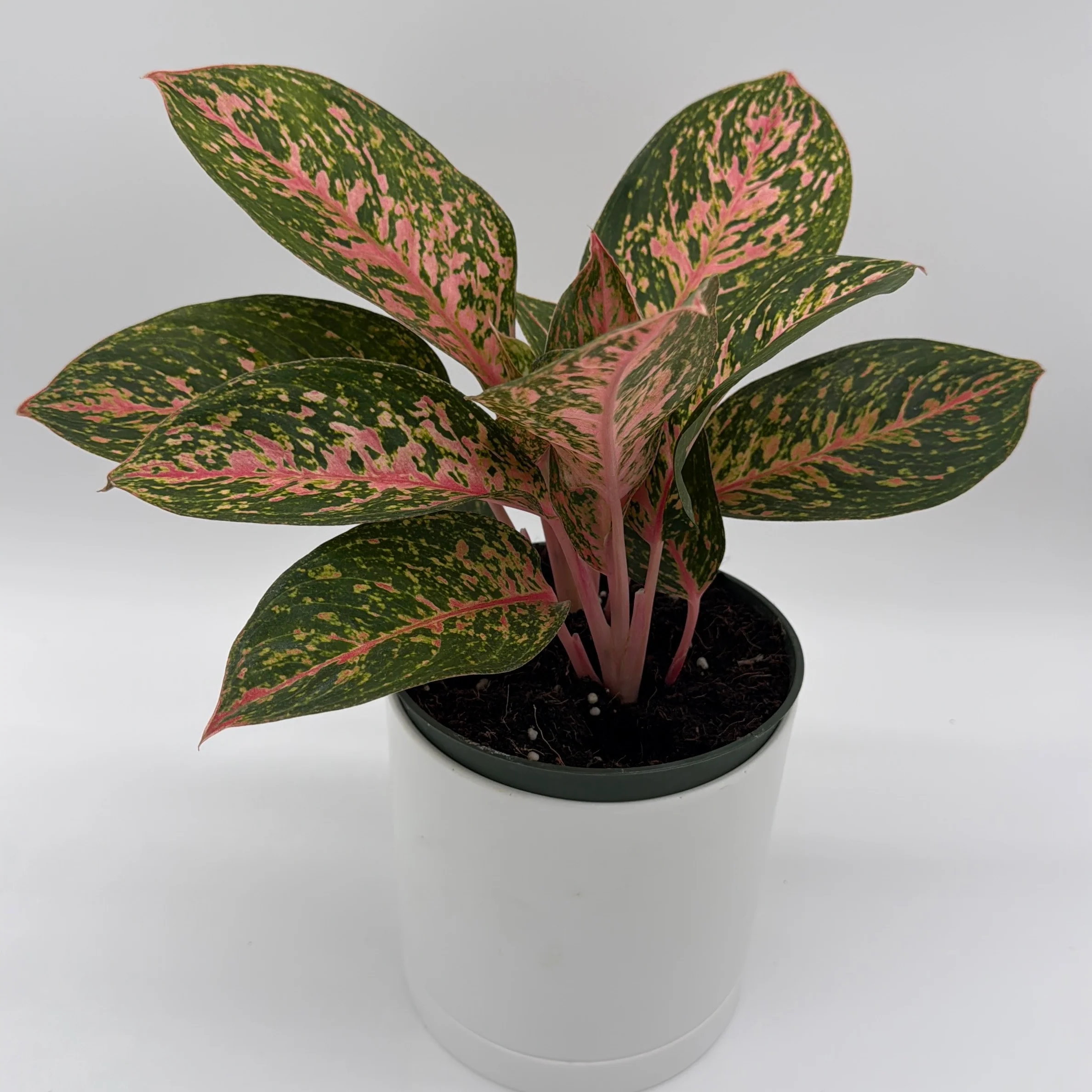 Aglaonema 'Chanel' - Image 4