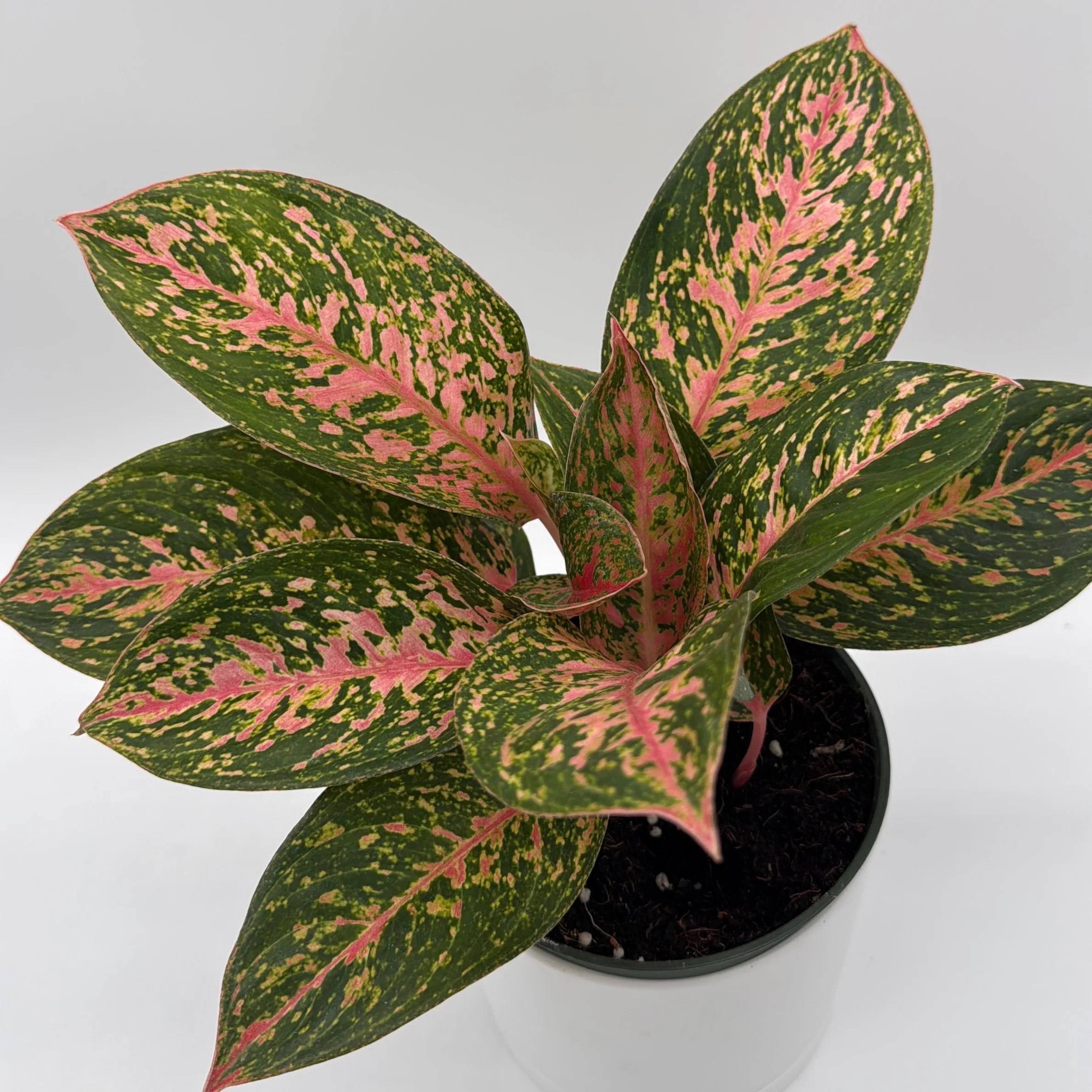 Aglaonema 'Chanel' - Image 5