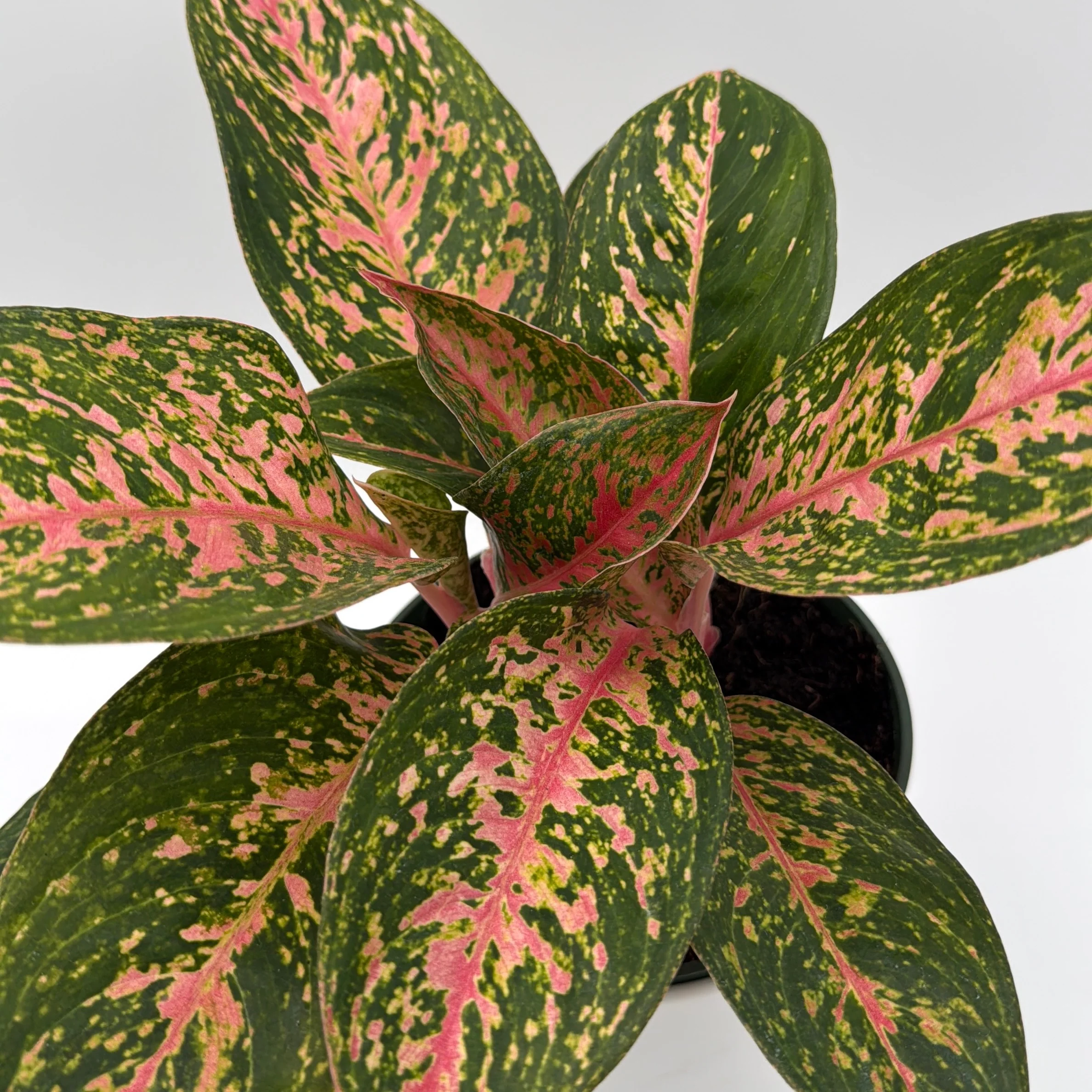Aglaonema 'Chanel' - Image 7
