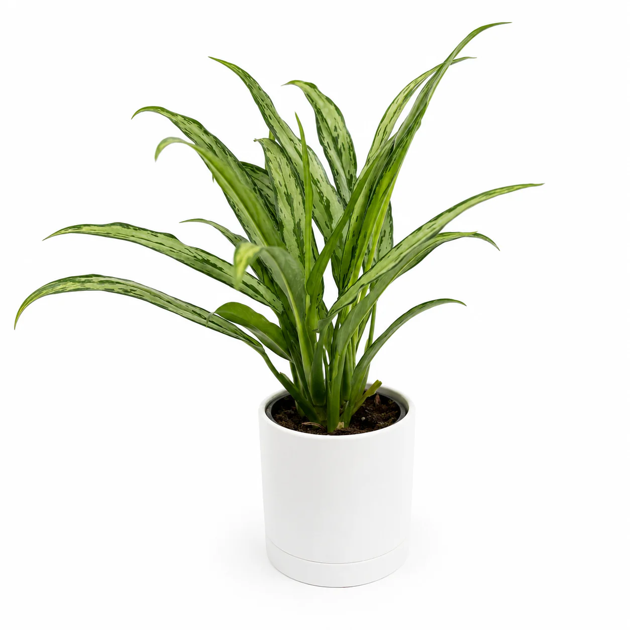 Aglaonema ‘Cutlass’ - Image 2