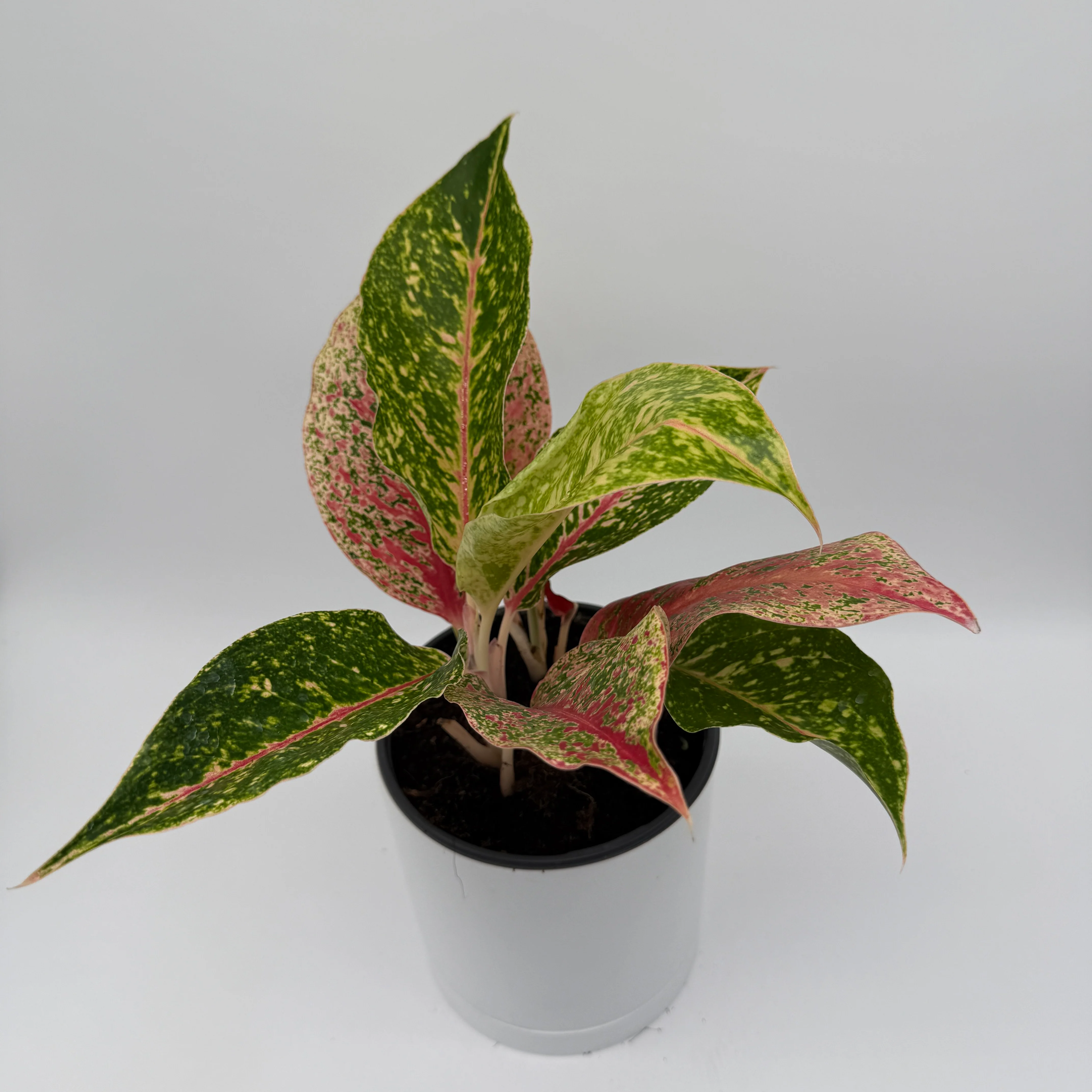 Aglaonema 'Dazzling Pink Gem' - Image 3