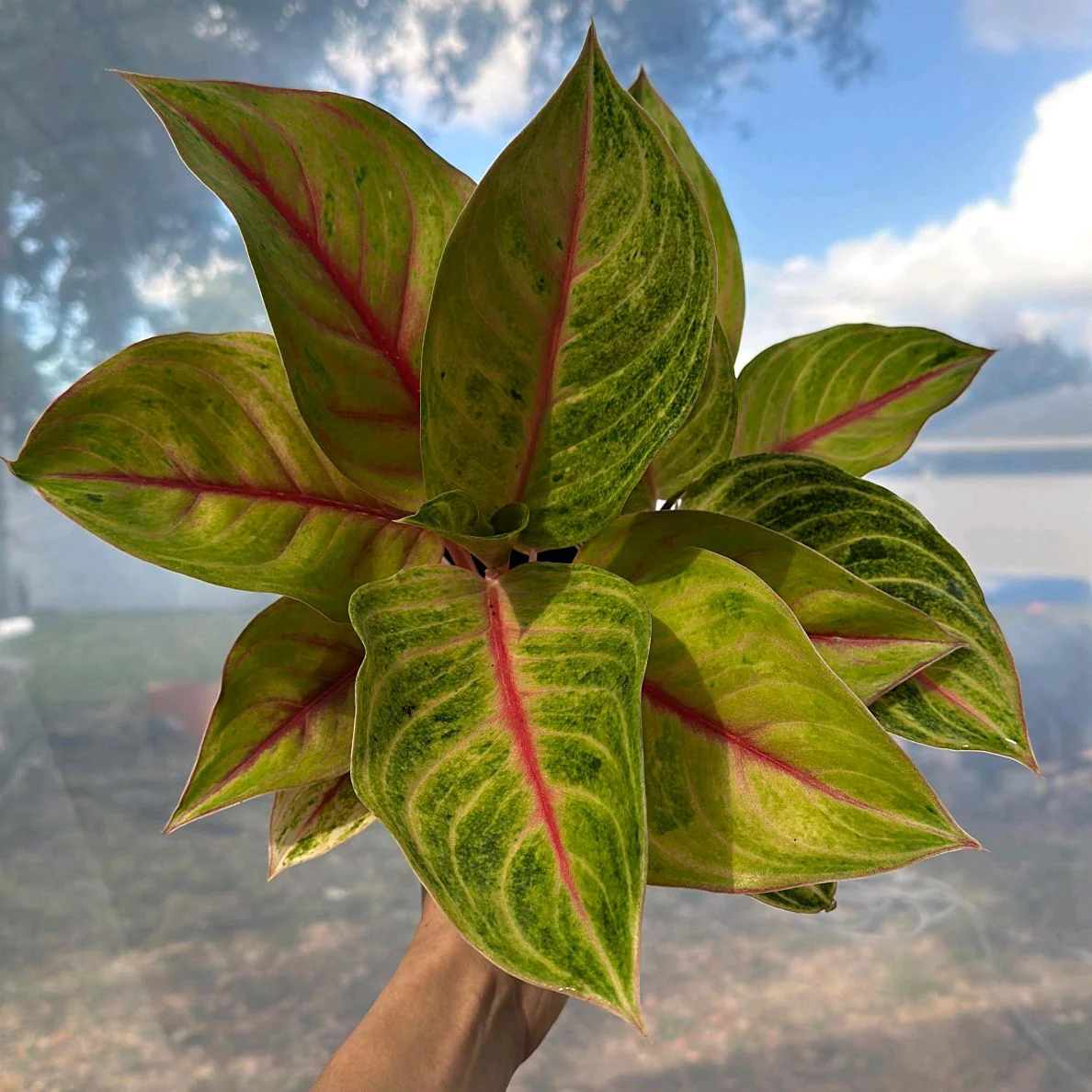 Aglaonema 'Golden Fluorite' - Image 6