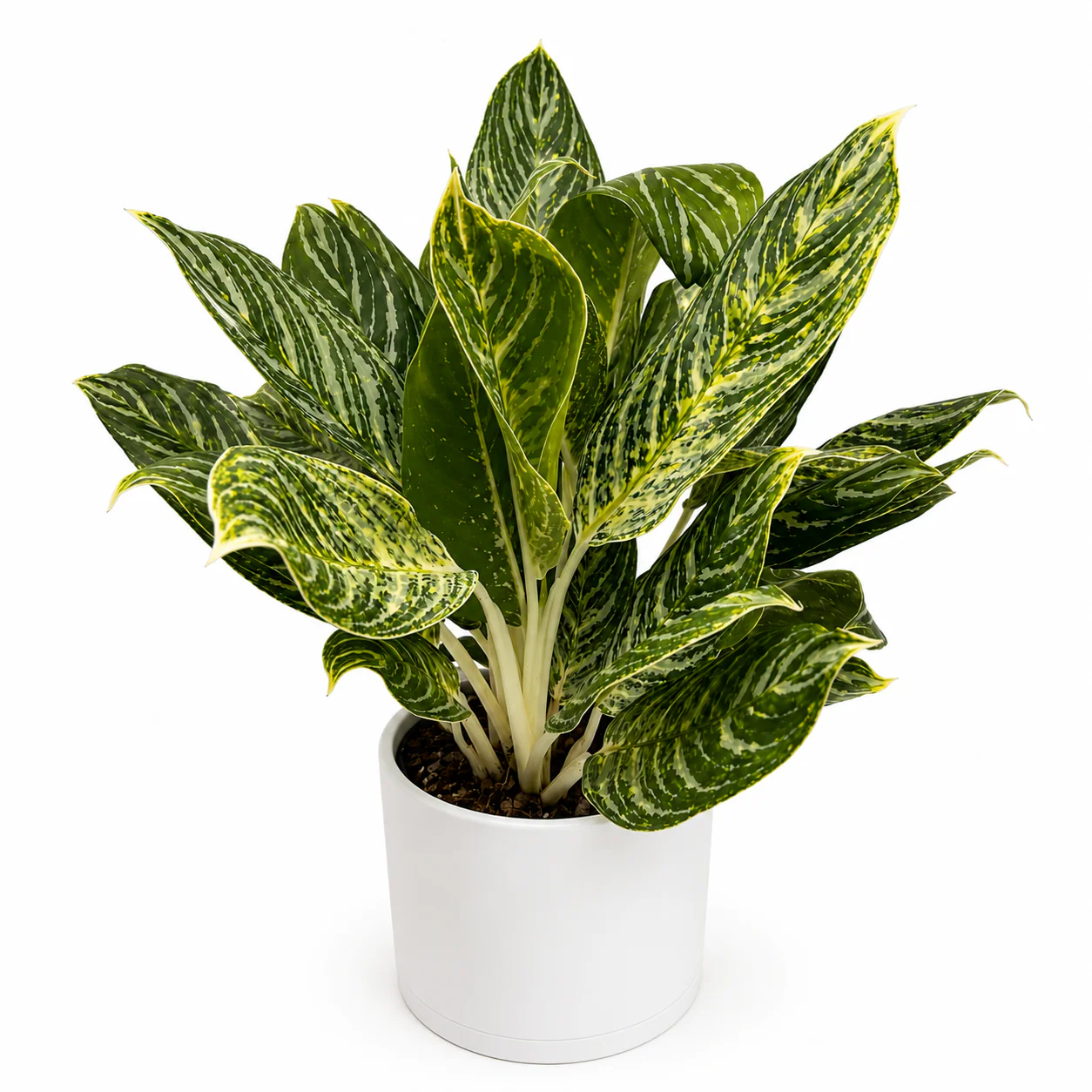 Aglaonema ‘Golden Madonna’