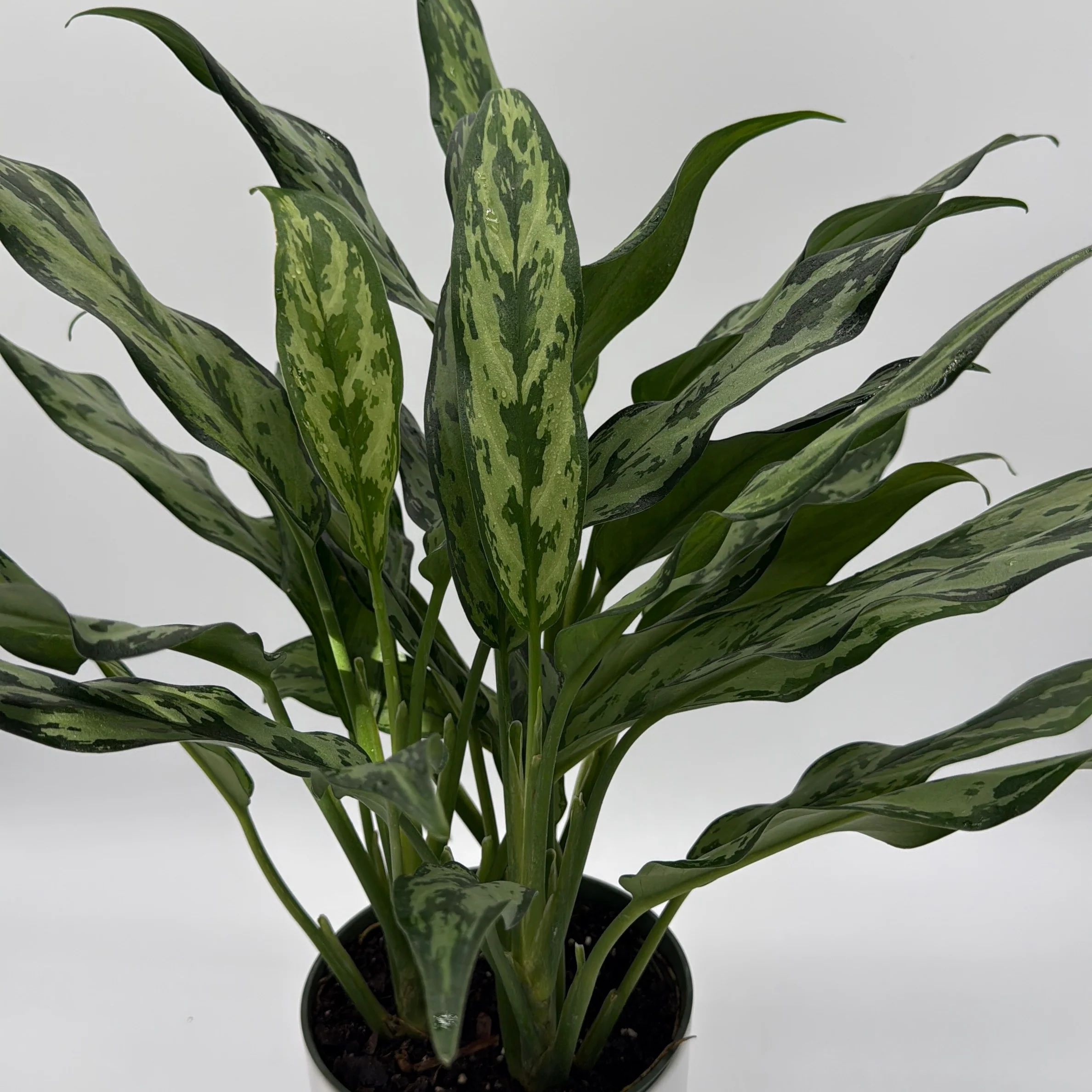 Aglaonema Juliette