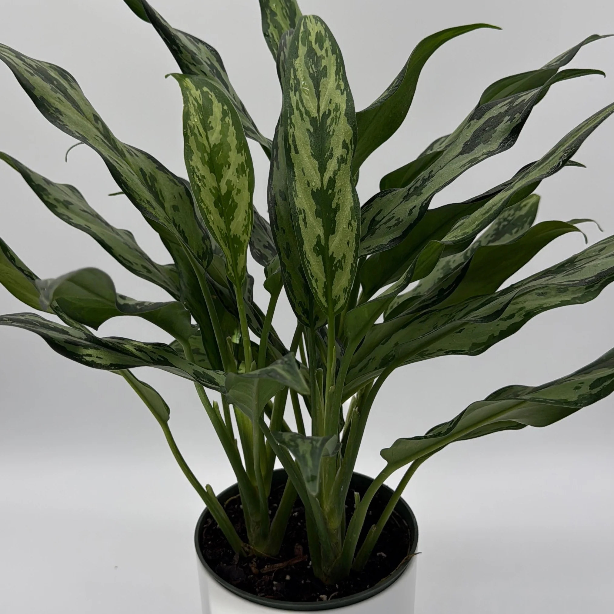 Aglaonema Juliette - Image 2