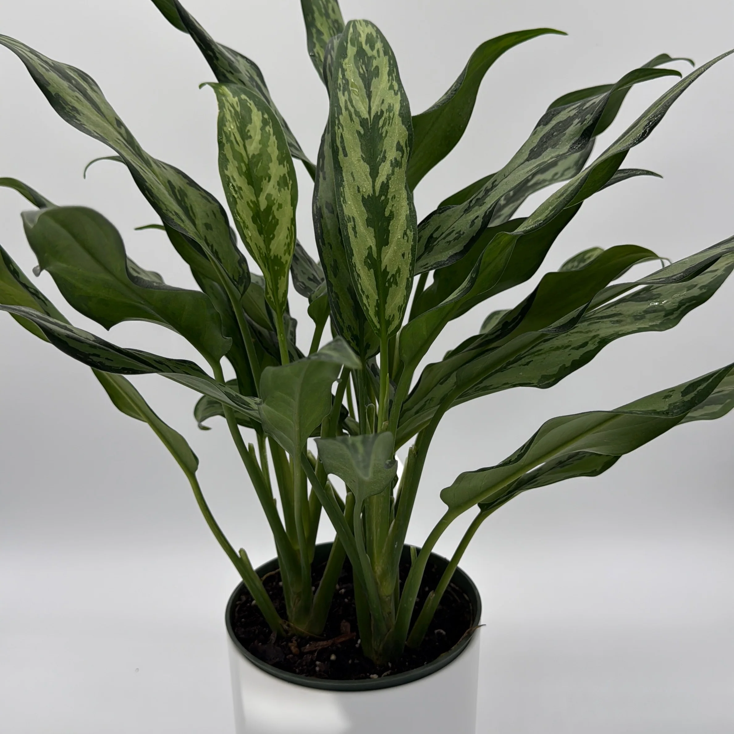 Aglaonema Juliette - Image 3
