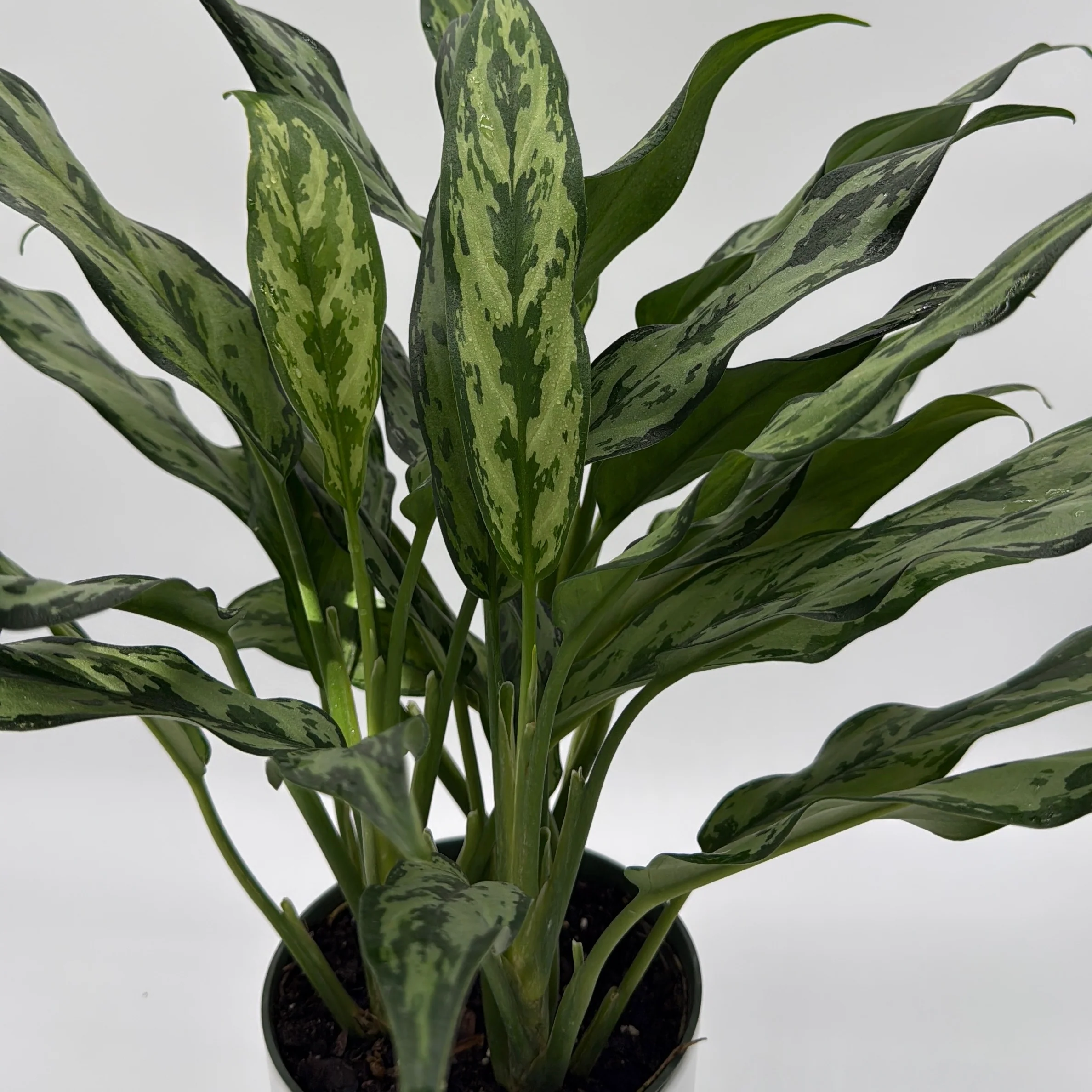 Aglaonema Juliette - Image 4