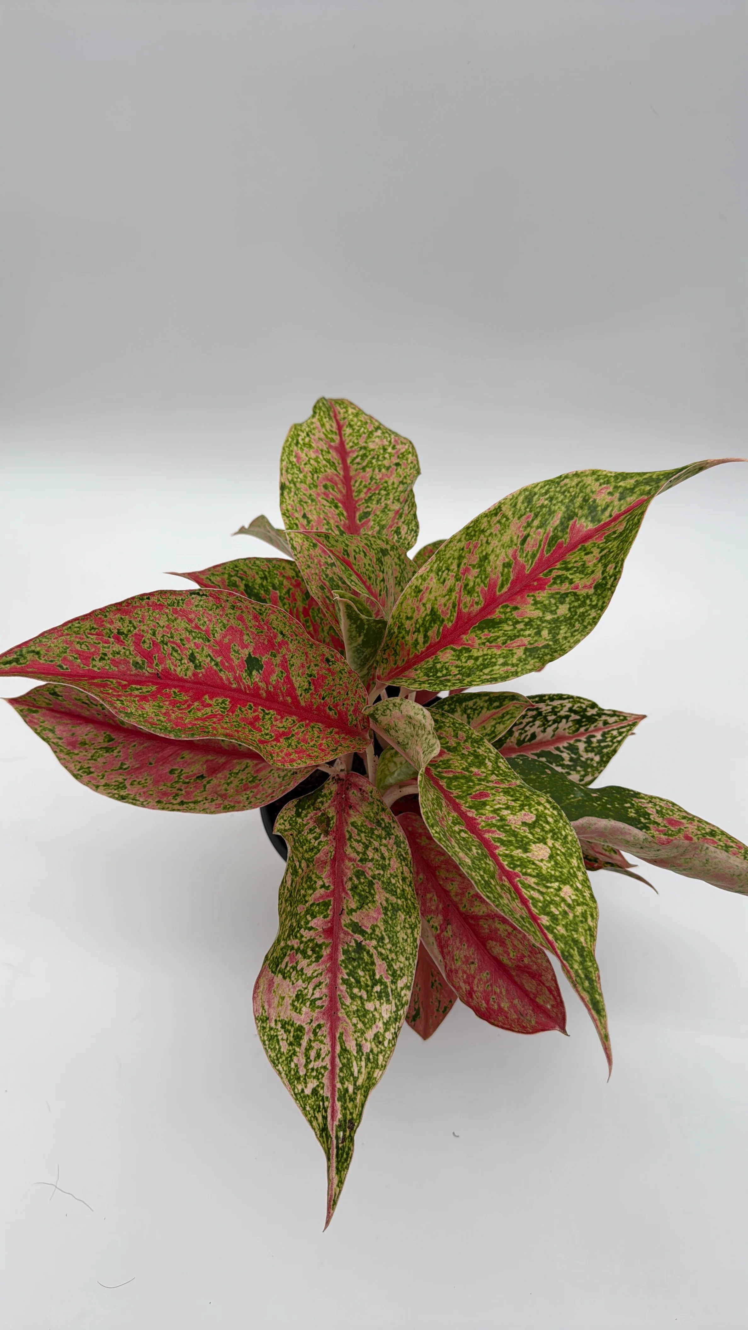Aglaonema Lai Nam - Image 3