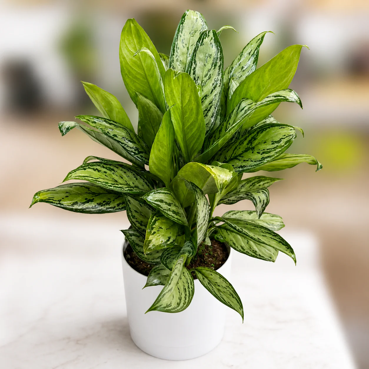 Aglaonema ‘Maria’