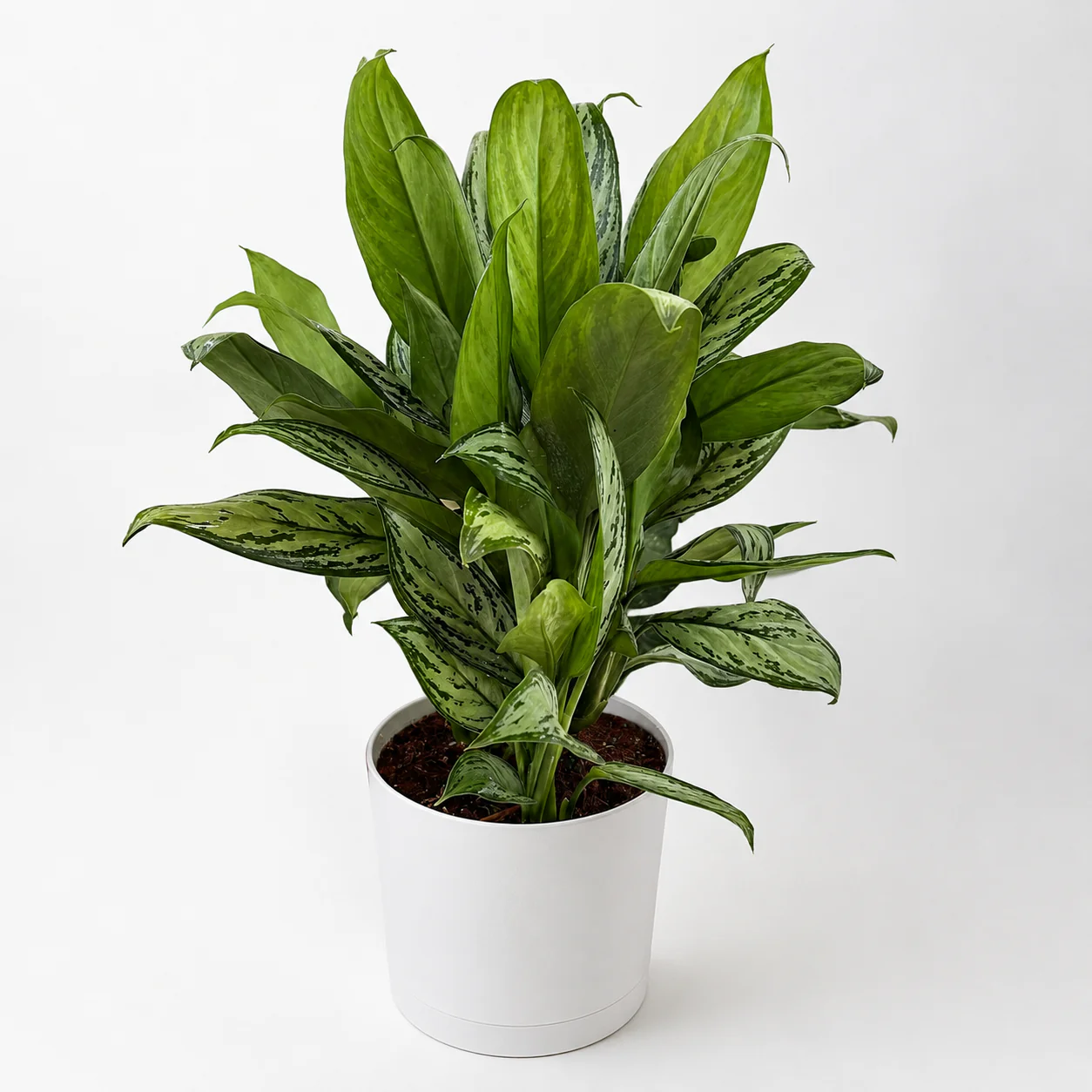Aglaonema ‘Maria’ - Image 2