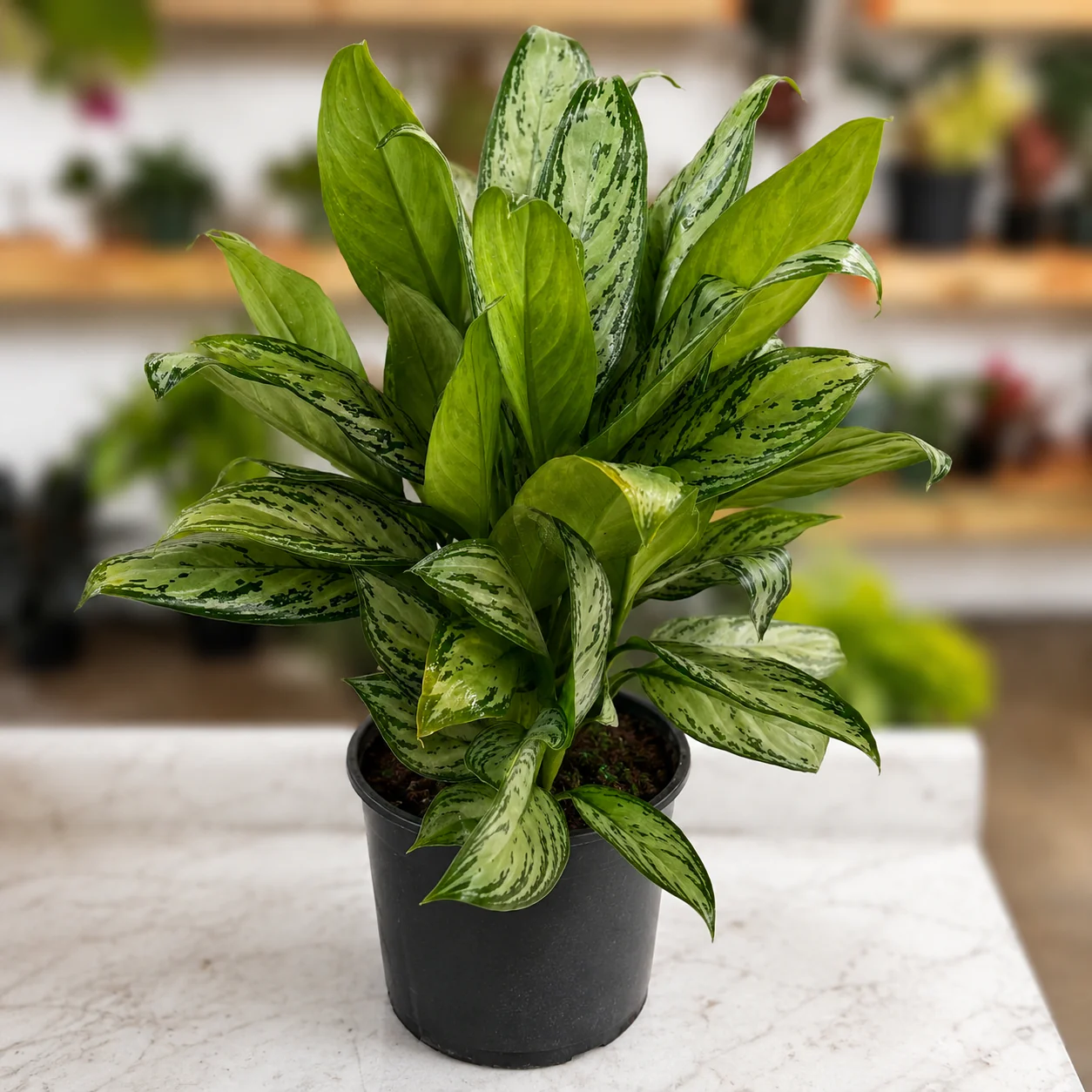 Aglaonema ‘Maria’ - Image 3