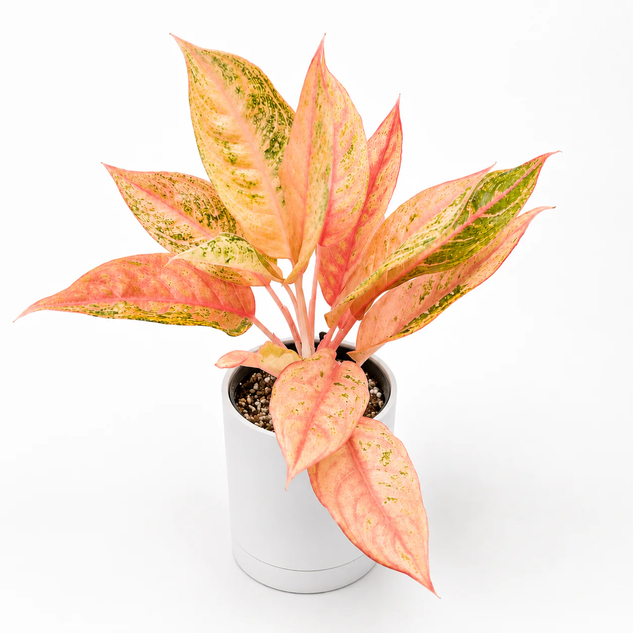 Aglaonema ‘Mulan’