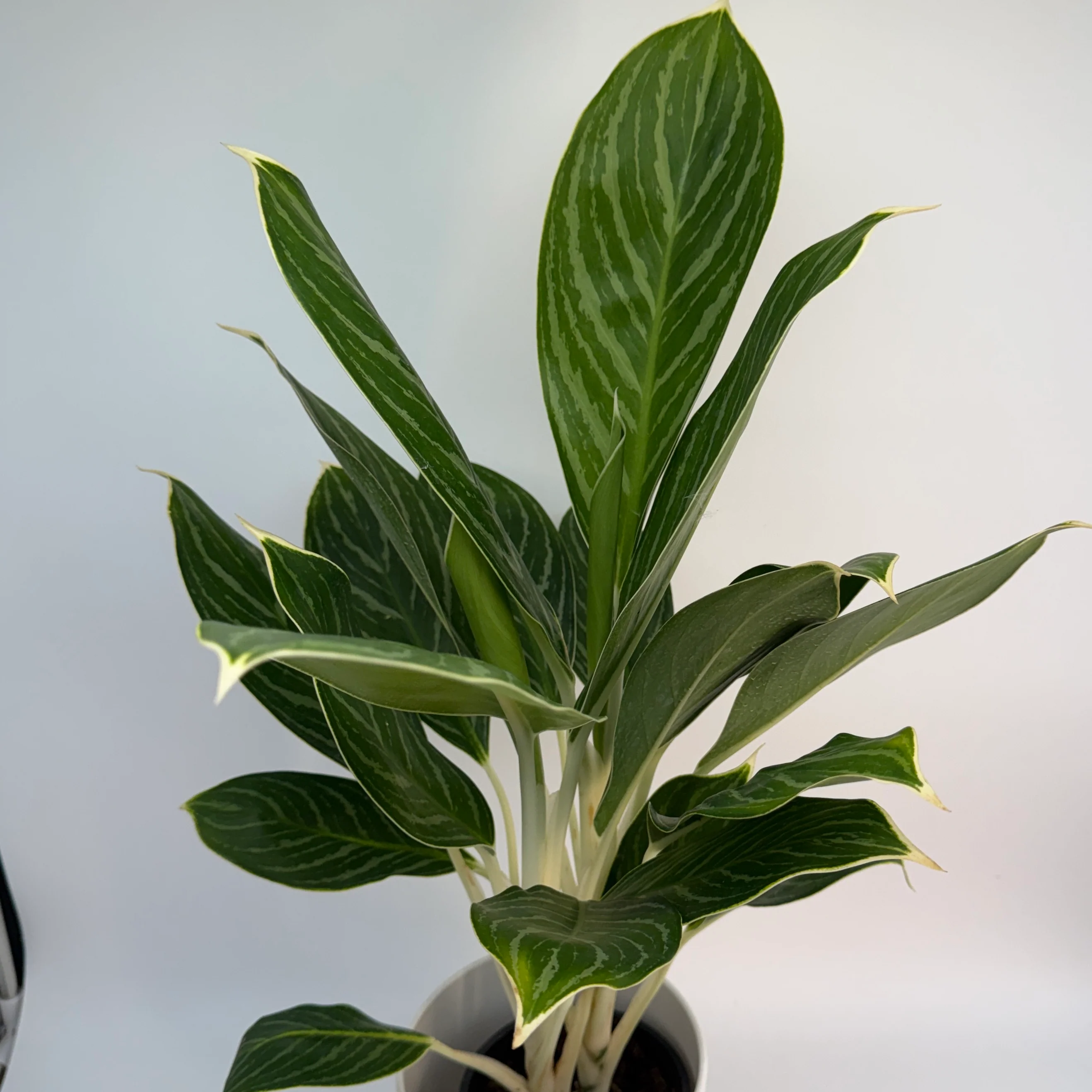 Aglaonema Night Sparkle - Image 3
