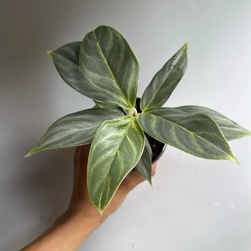 Aglaonema Night Sparkle - Image 4