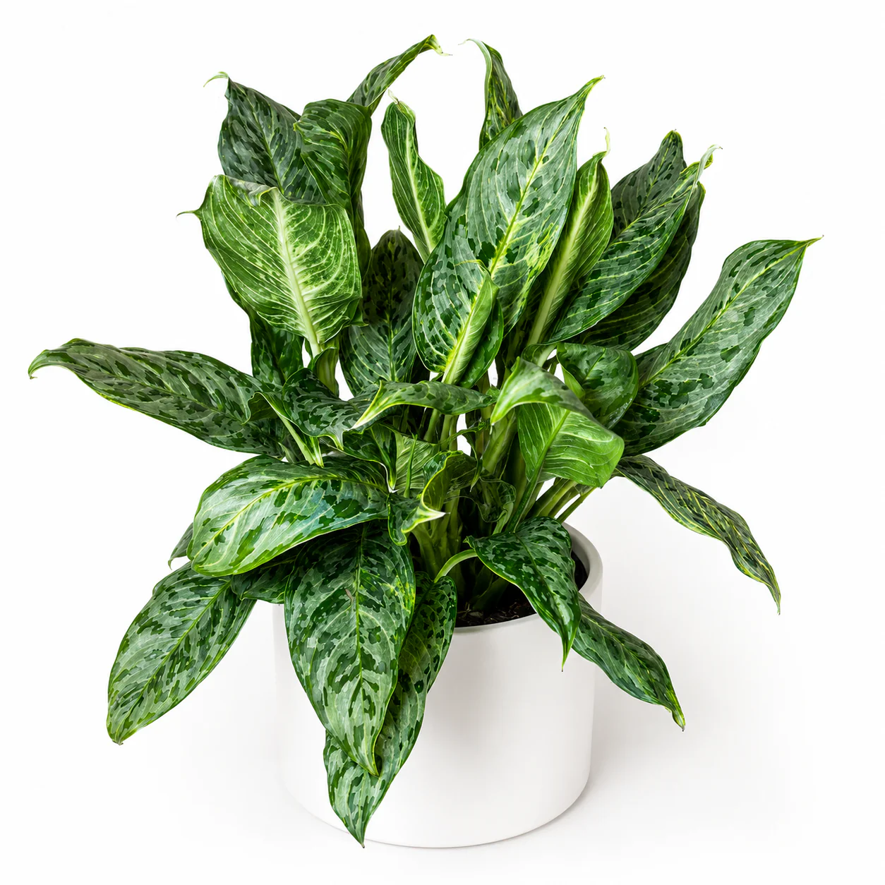 Aglaonema Pictum ‘Peacock’