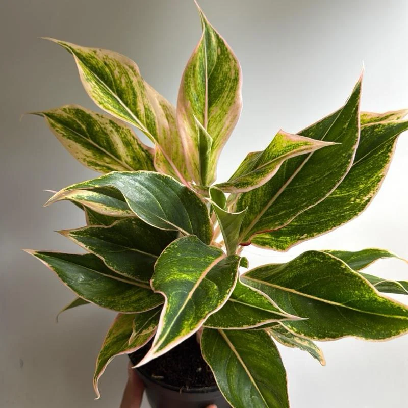 Aglaonema Pink Siam - Image 2