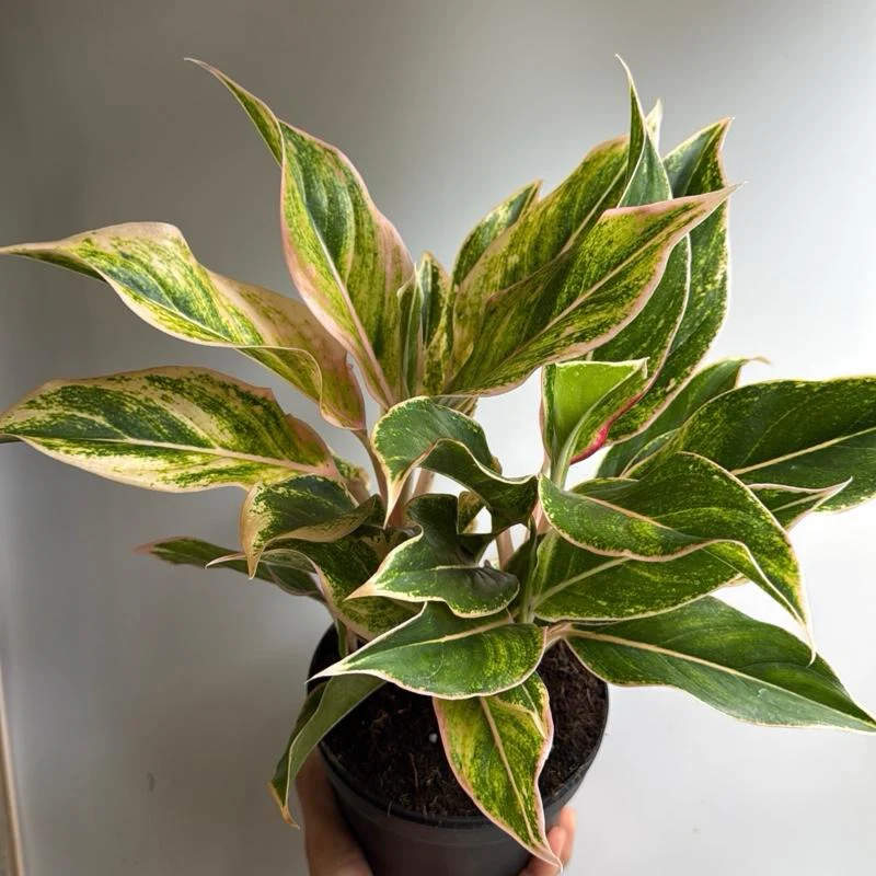 Aglaonema Pink Siam - Image 3