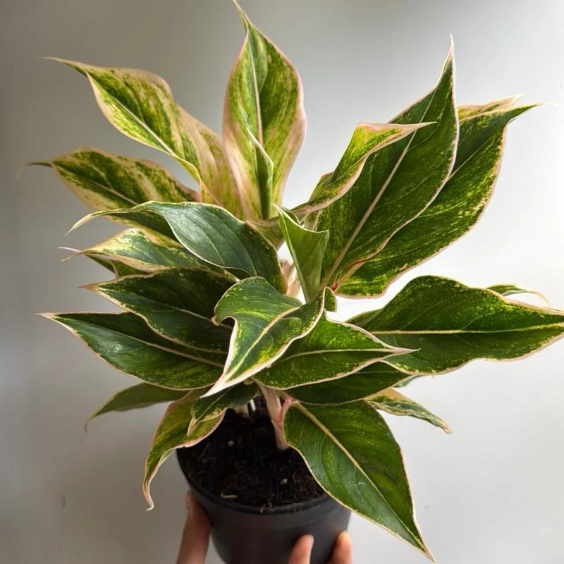 Aglaonema Pink Siam - Image 4