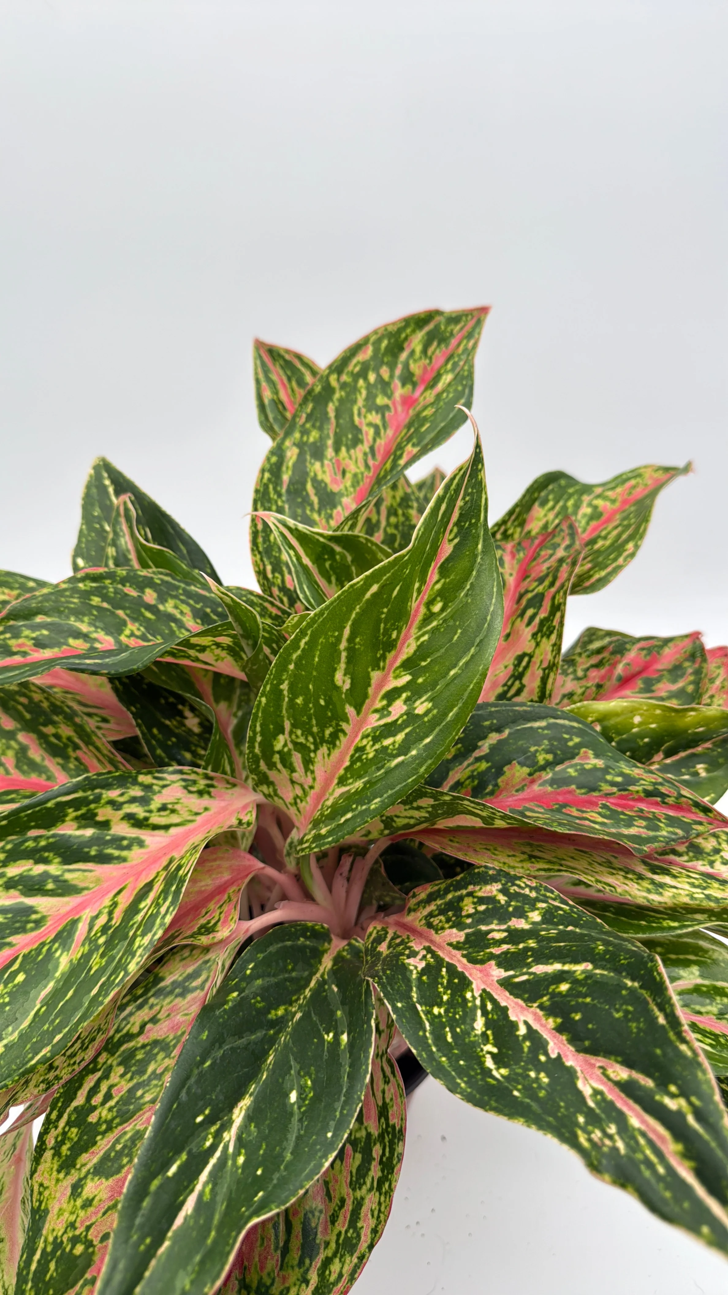Aglaonema 'Pink Starlight' - Image 3