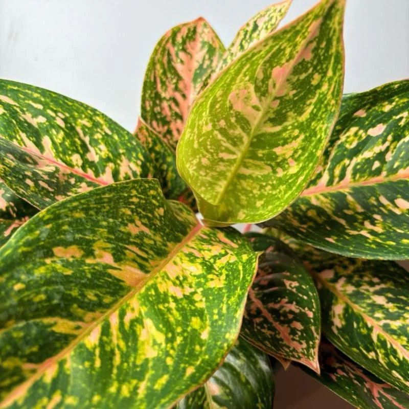 Aglaonema 'Pink Starlight' - Image 4
