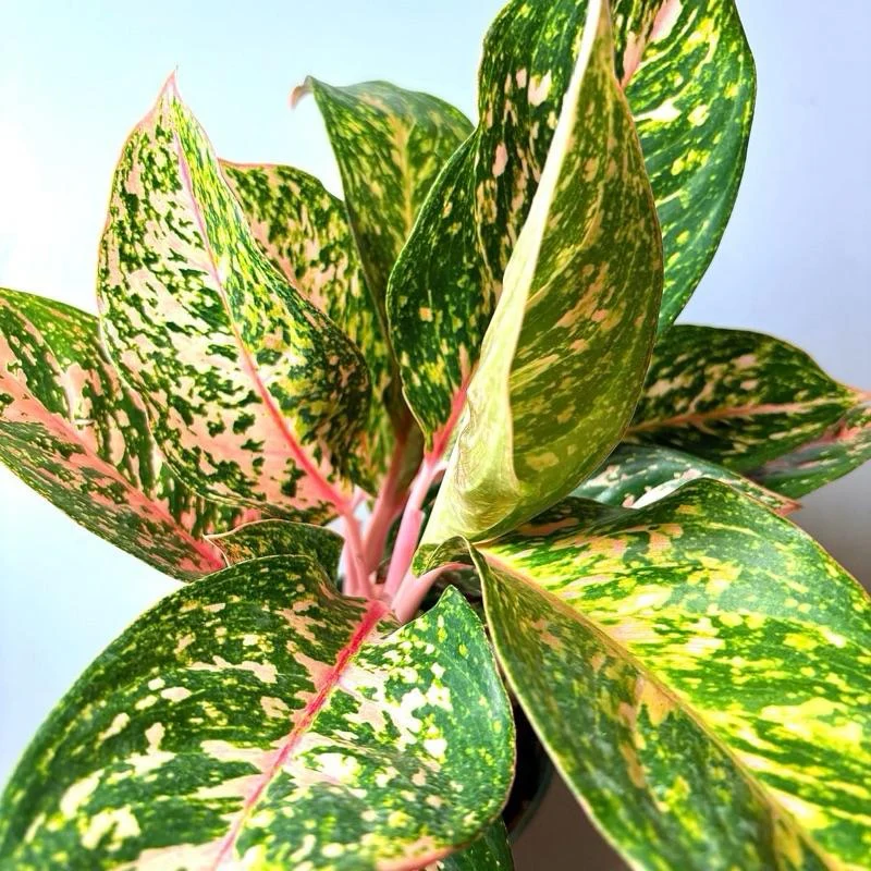 Aglaonema 'Pink Starlight' - Image 5