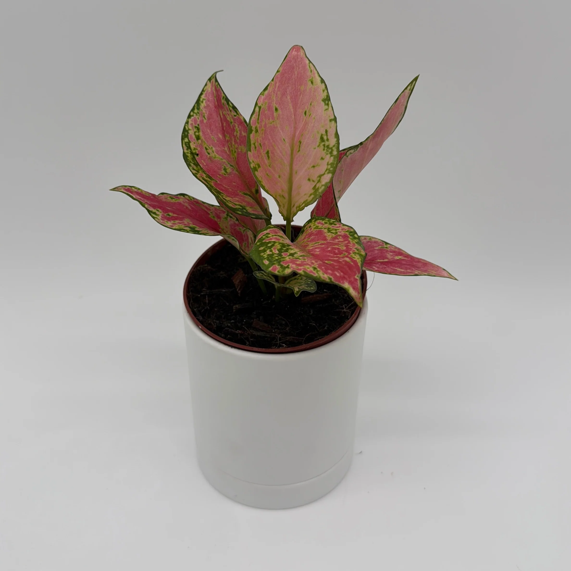 Aglaonema Pink Zircon - Image 3