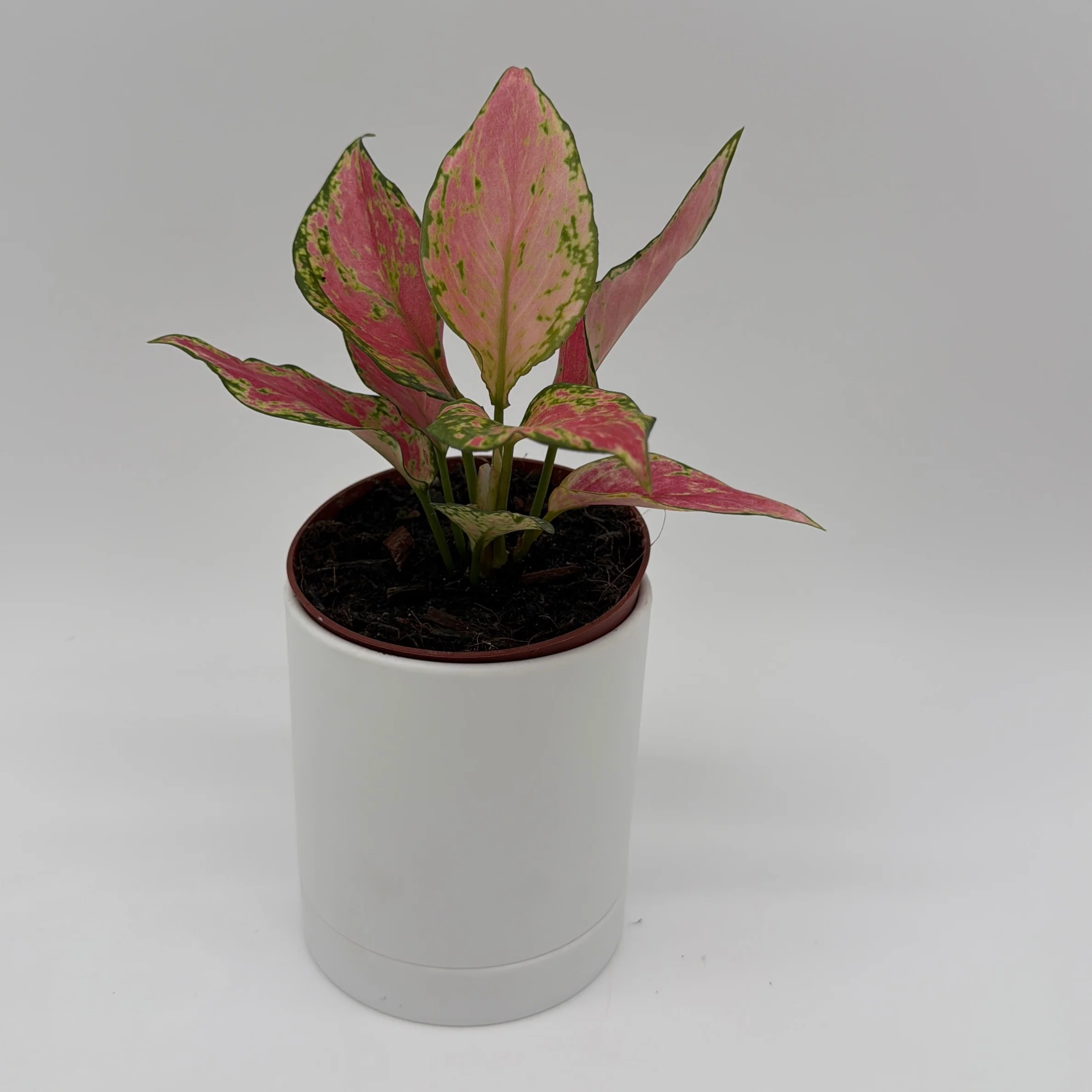 Aglaonema Pink Zircon - Image 4