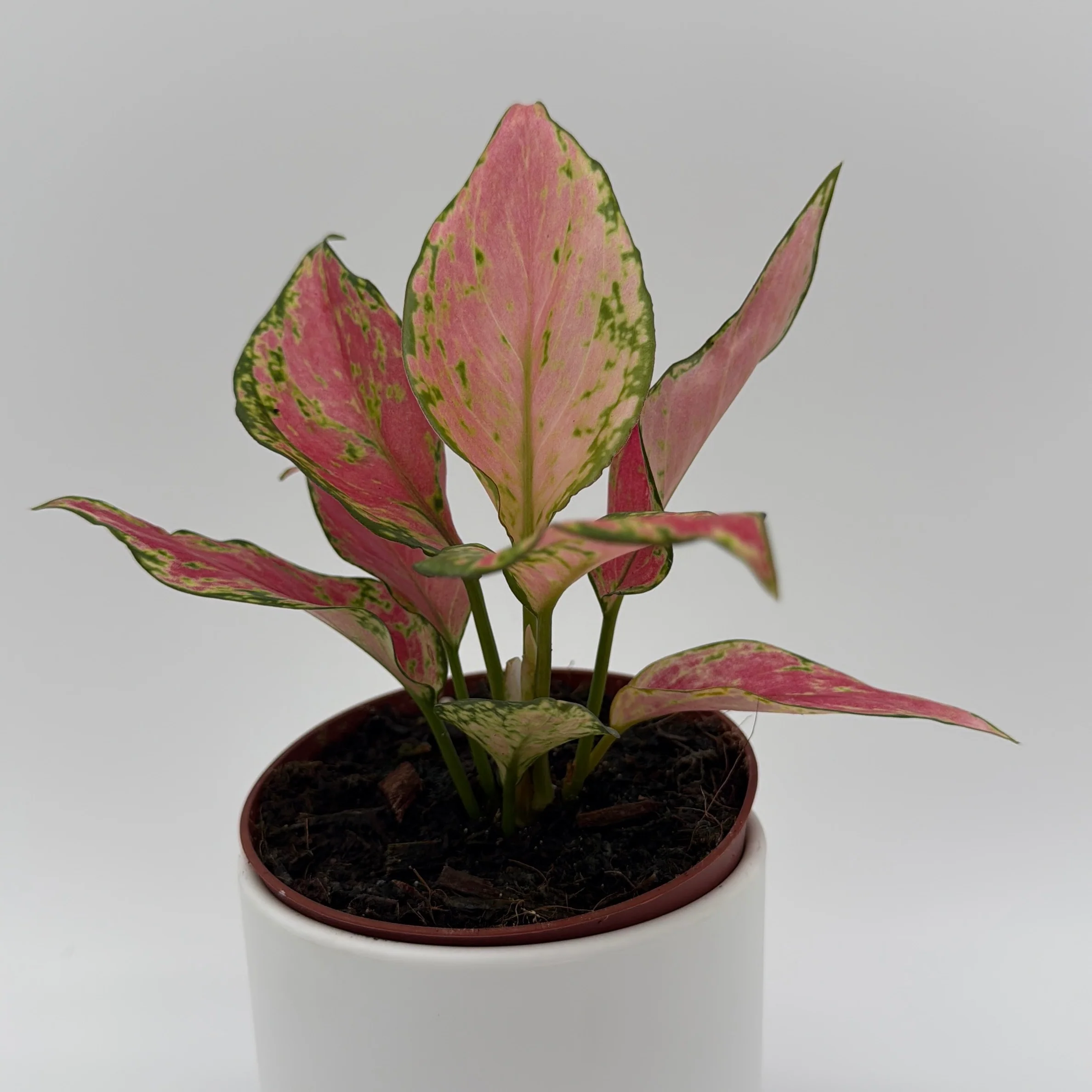 Aglaonema Pink Zircon - Image 5