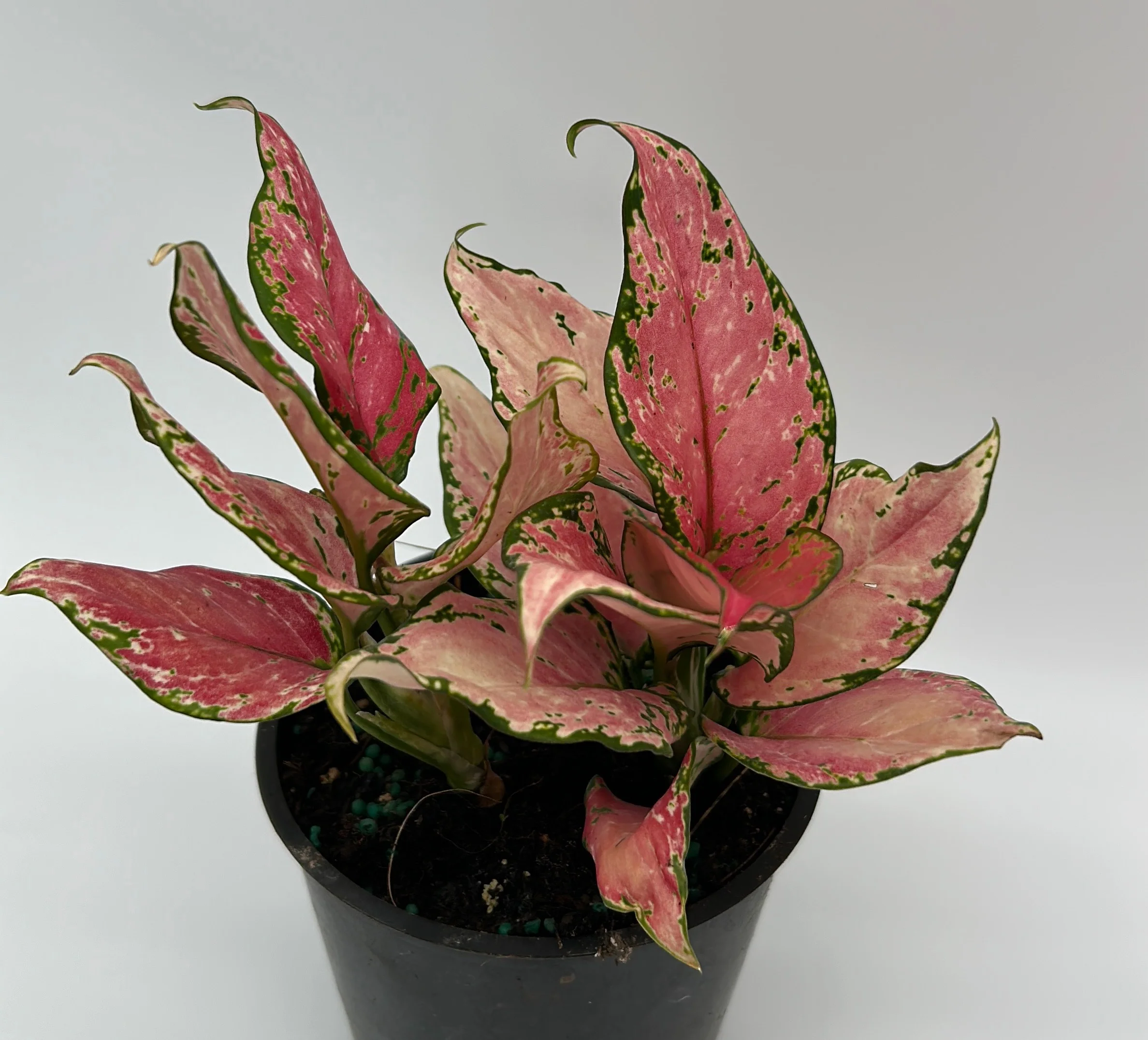 Aglaonema Pink Zircon - Image 6