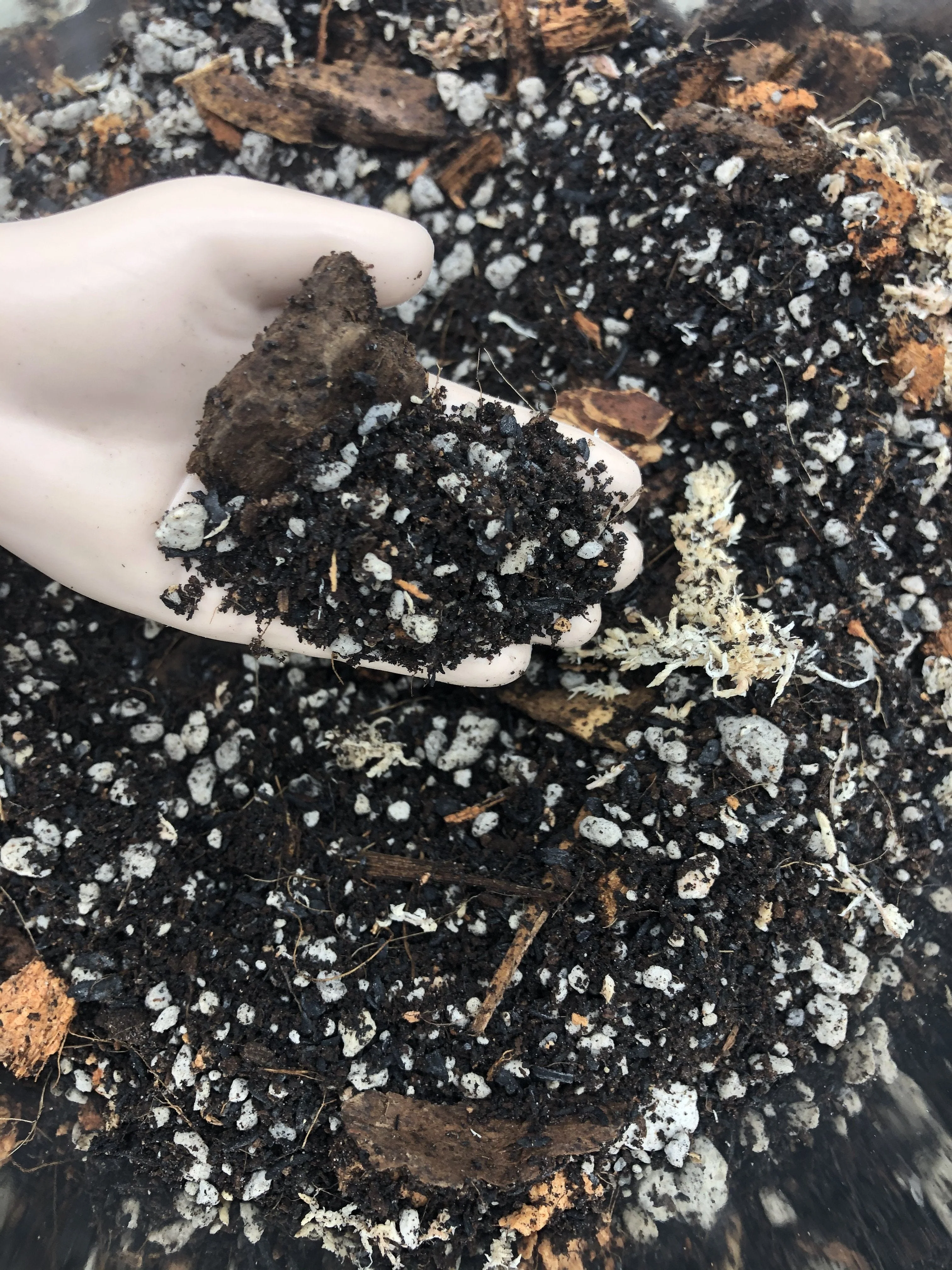 Aglaonema Premium Potting Mix - Image 4