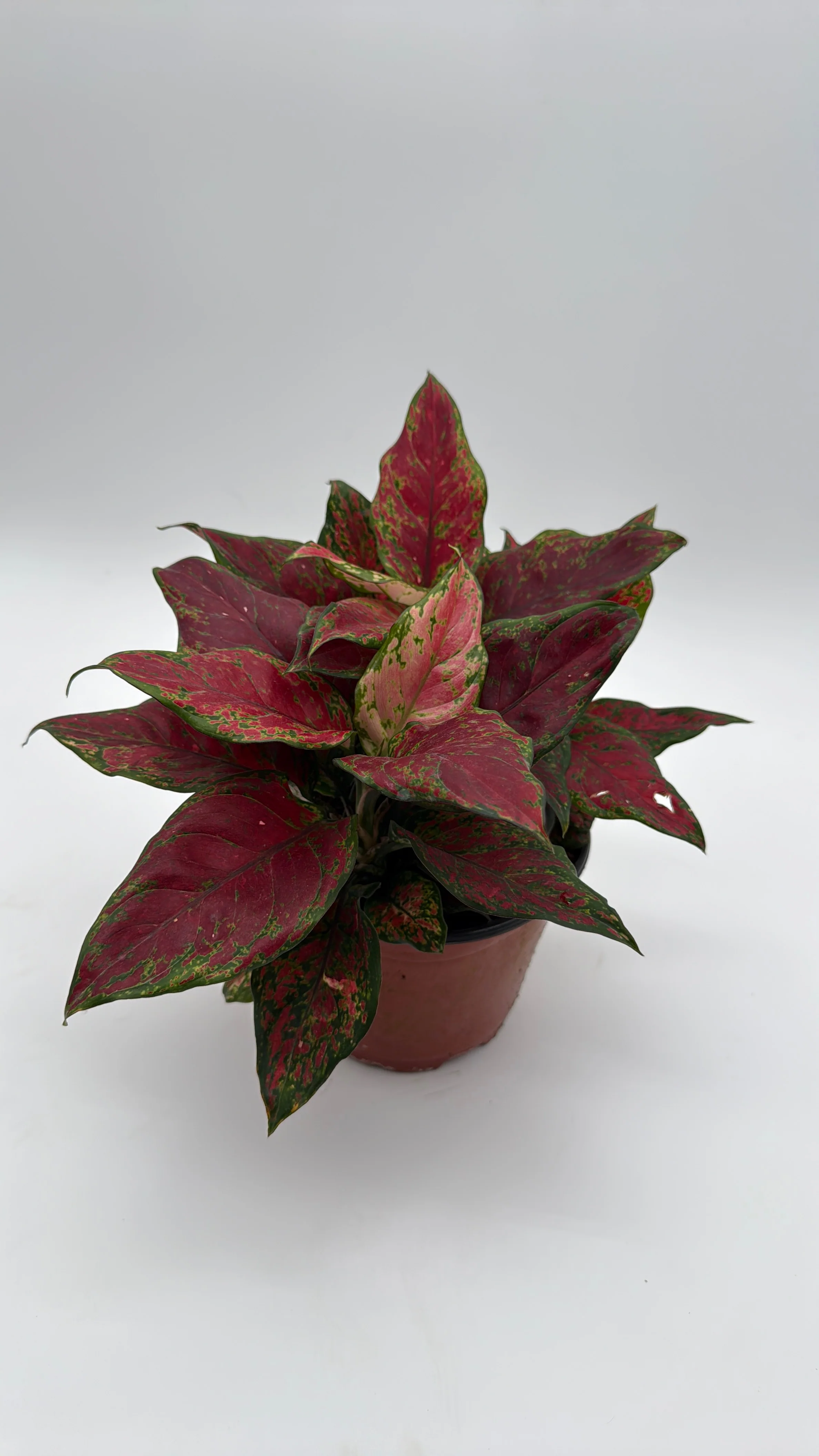 Aglaonema Red Angel - Image 2