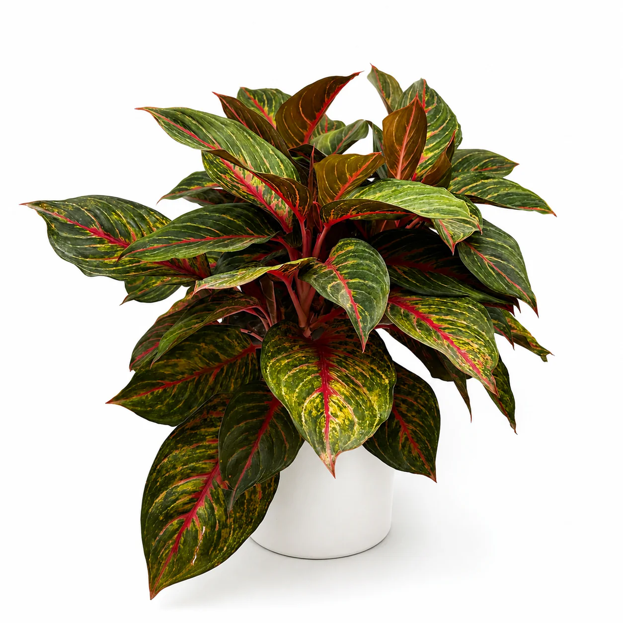 Aglaonema Red Emerald