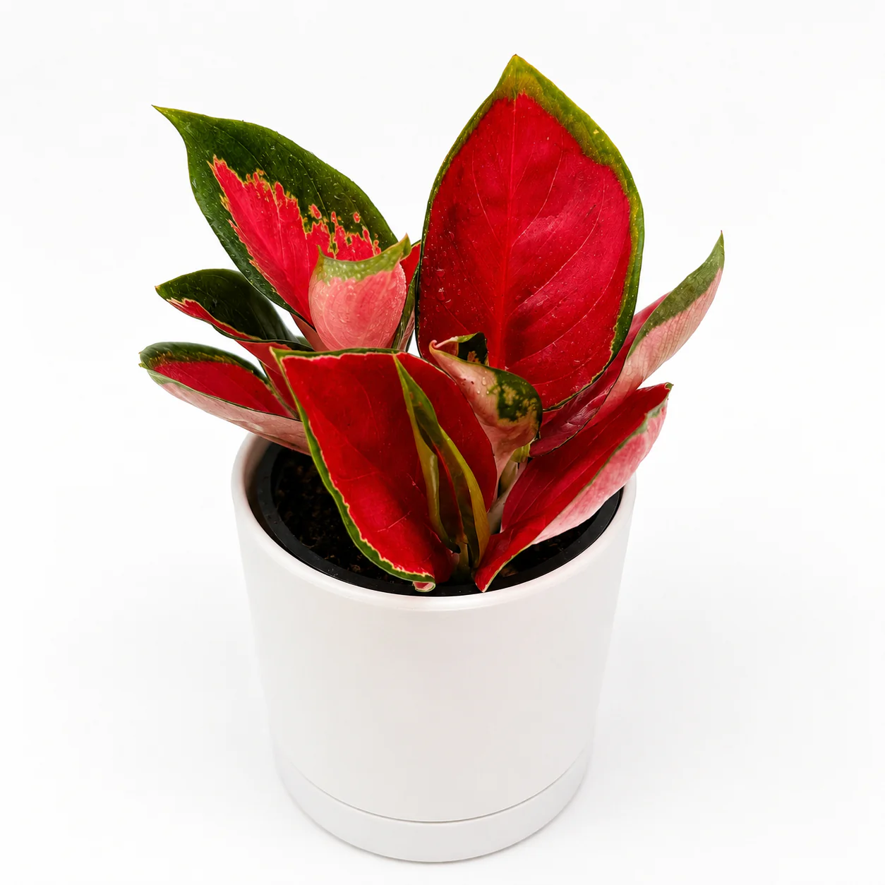 Aglaonema ‘Red Suksom'