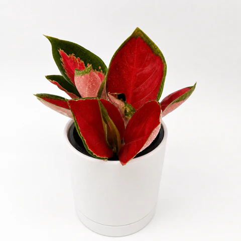 Aglaonema ‘Red Suksom' - Image 2