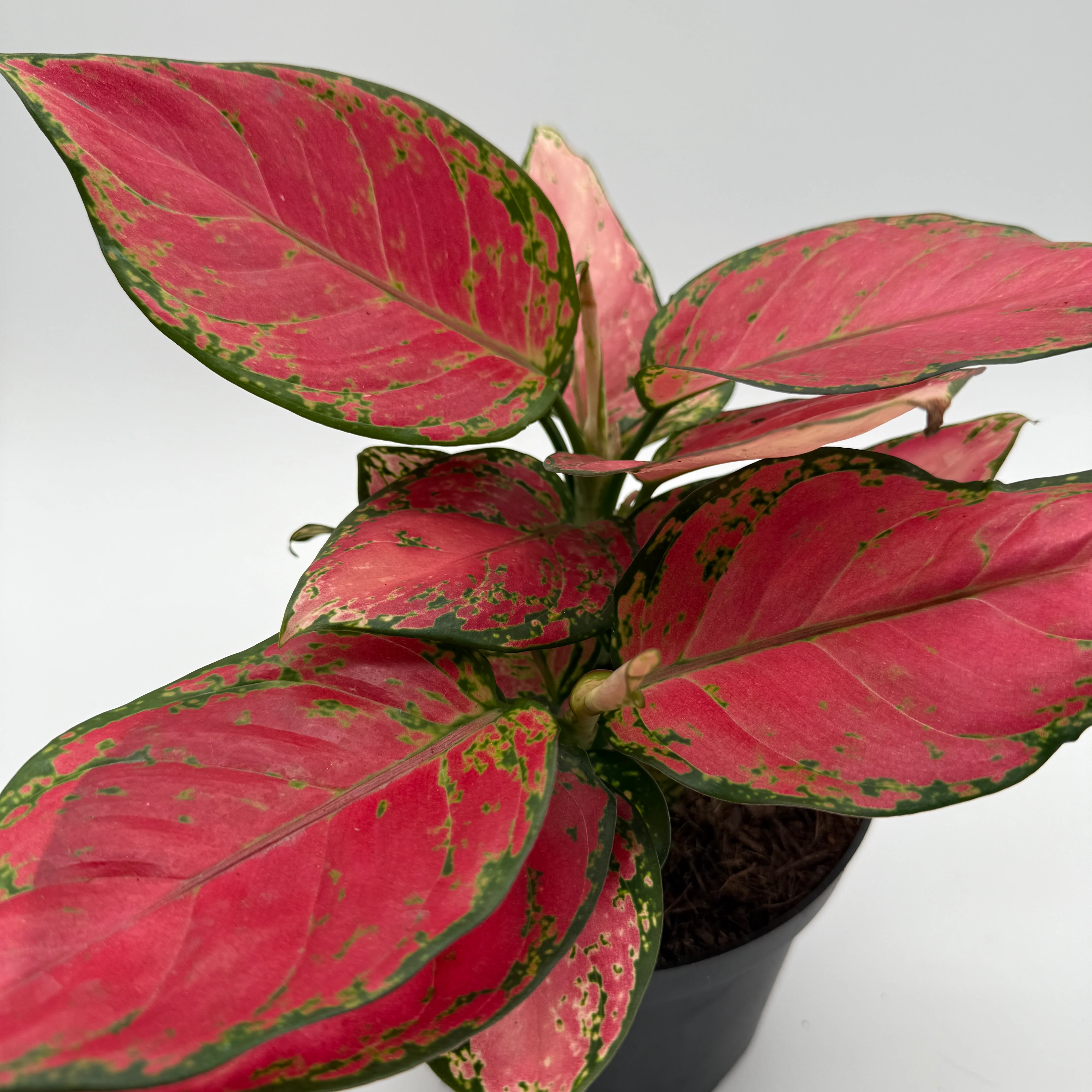 Aglaonema Red Zircon - Image 3