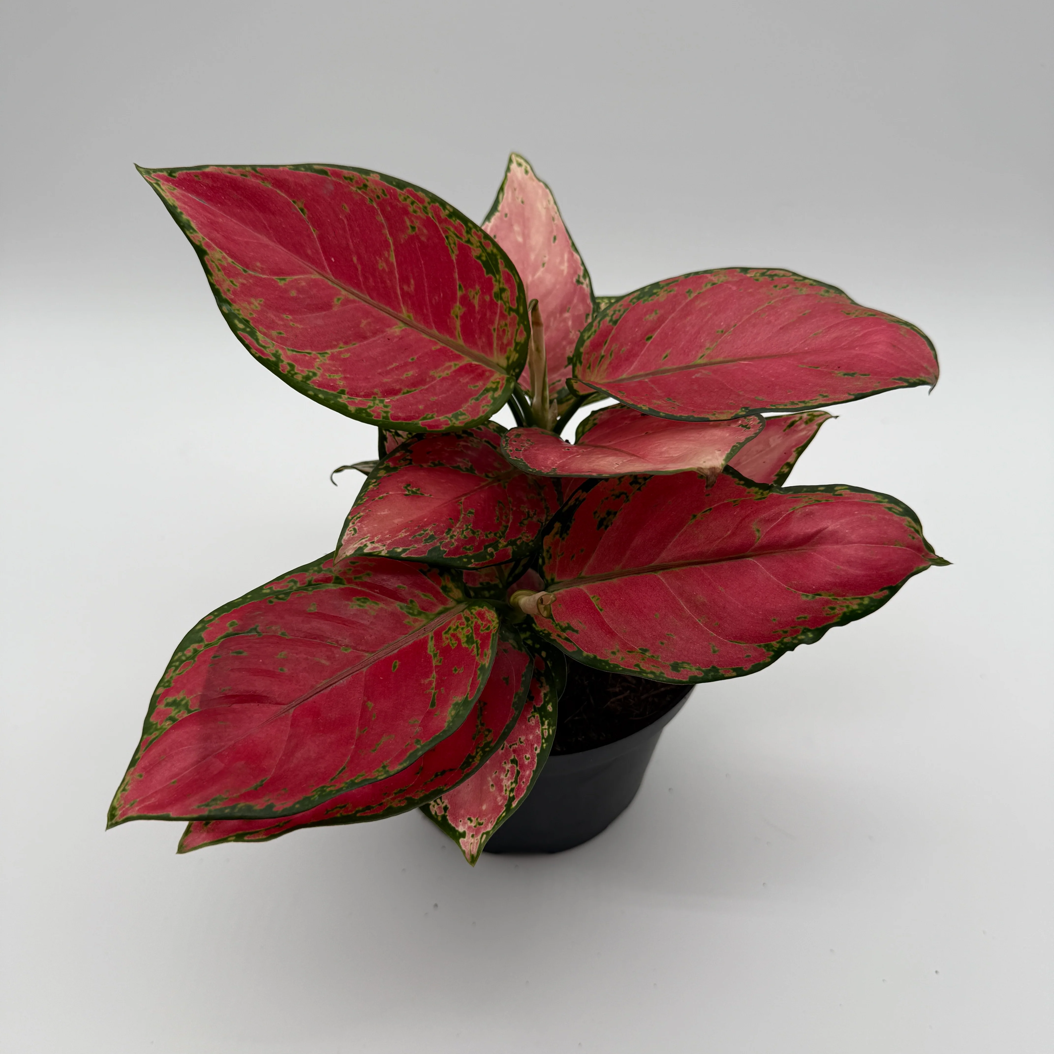 Aglaonema Red Zircon - Image 4