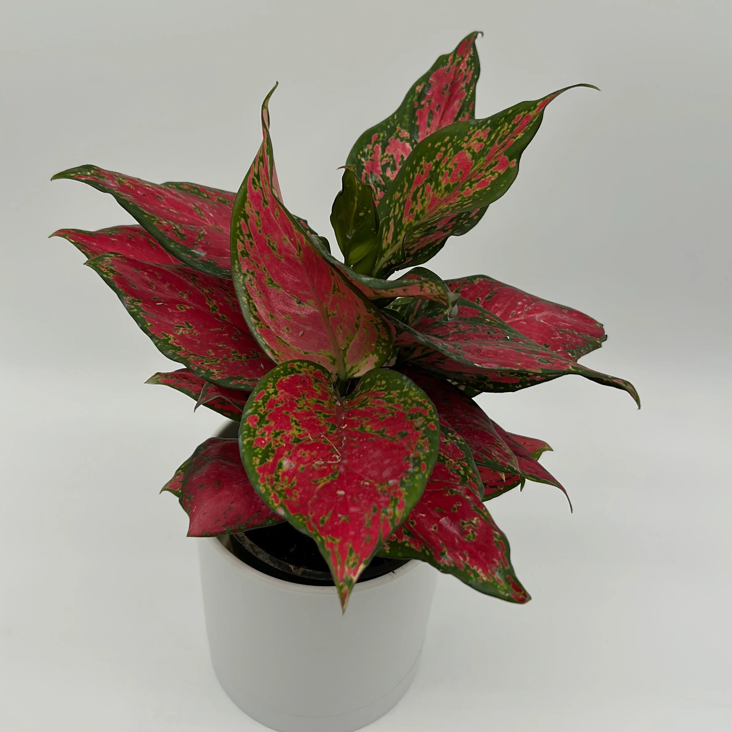 Aglaonema 'Ruby Ray' - Image 2