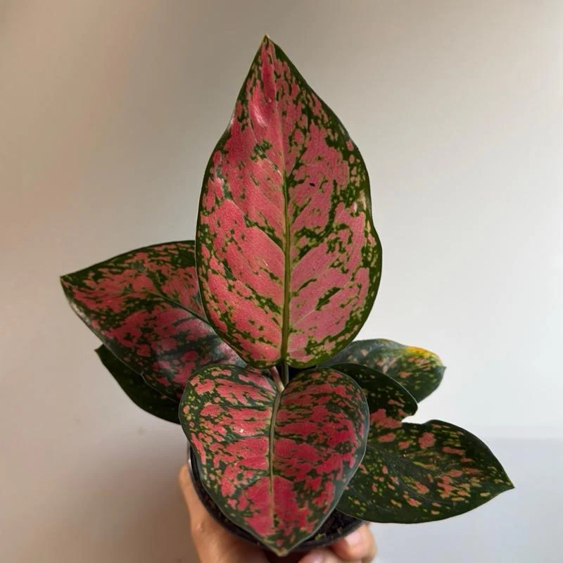 Aglaonema 'Ruby Ray' - Image 3