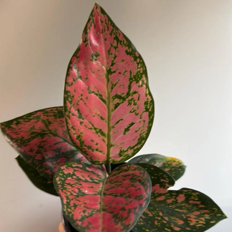 Aglaonema 'Ruby Ray' - Image 4