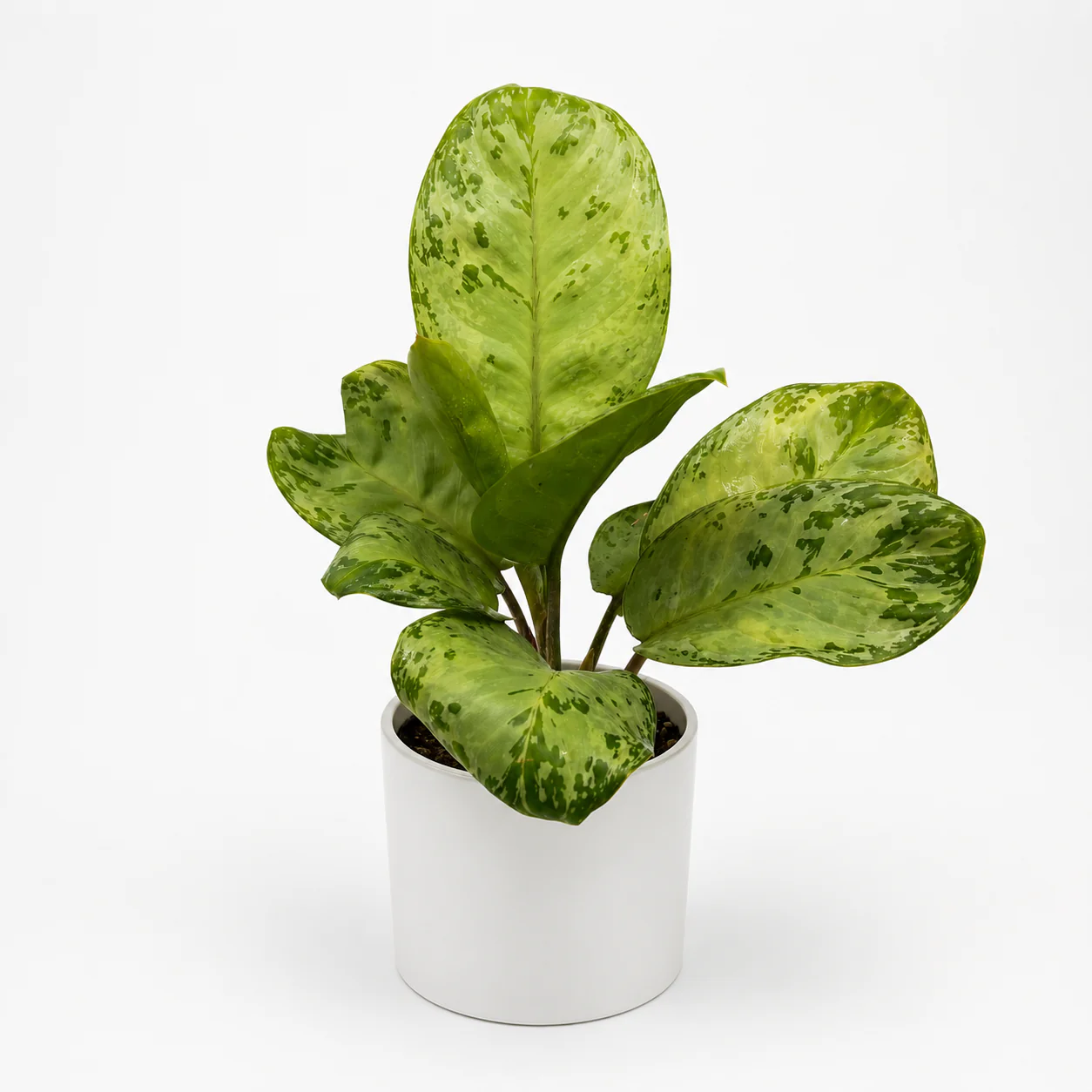Aglaonema ‘Seafoam Woody’