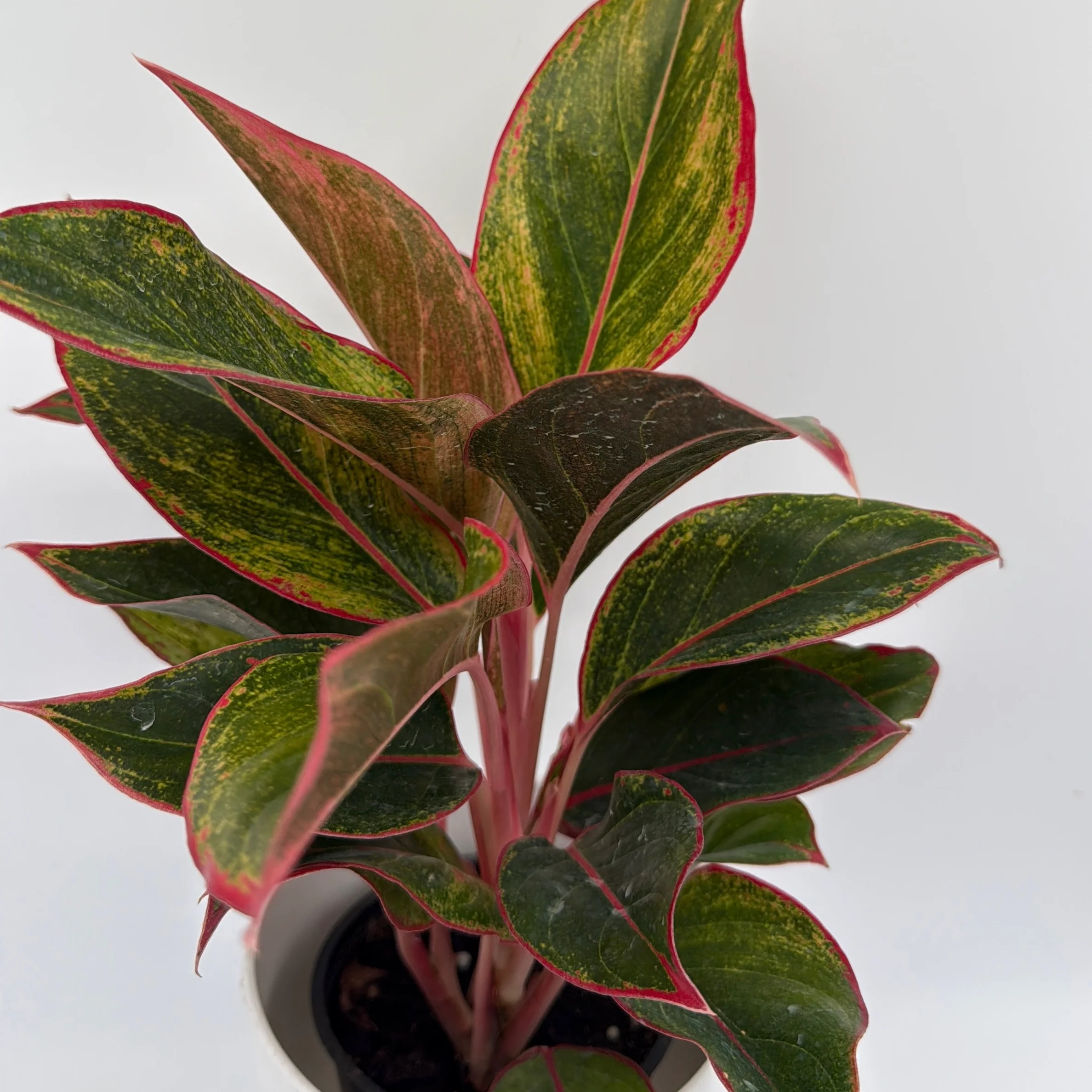 Aglaonema 'Siam Aurora' - Image 3